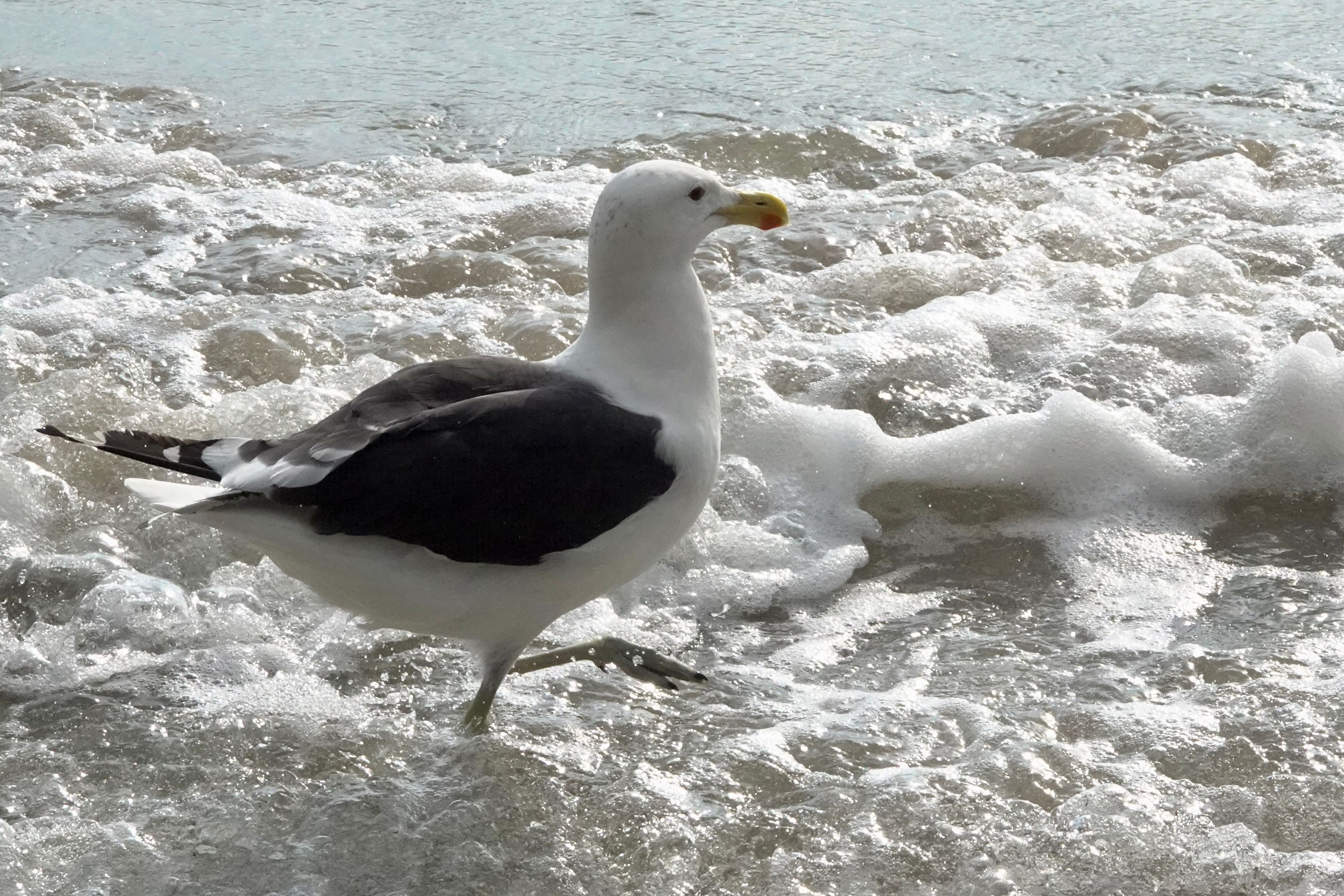 Voëllewe Fotografie