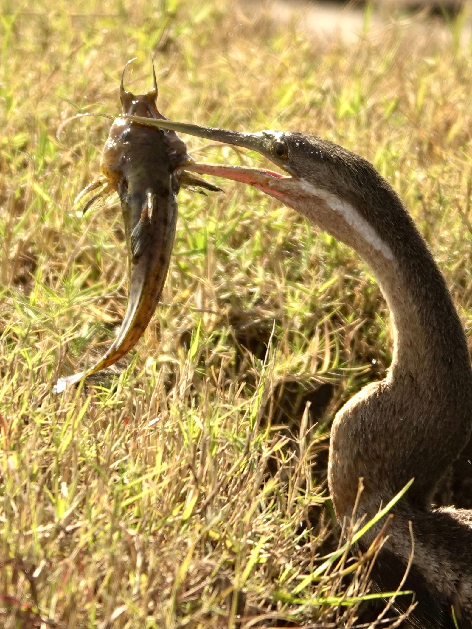 Voëllewe Fotografie