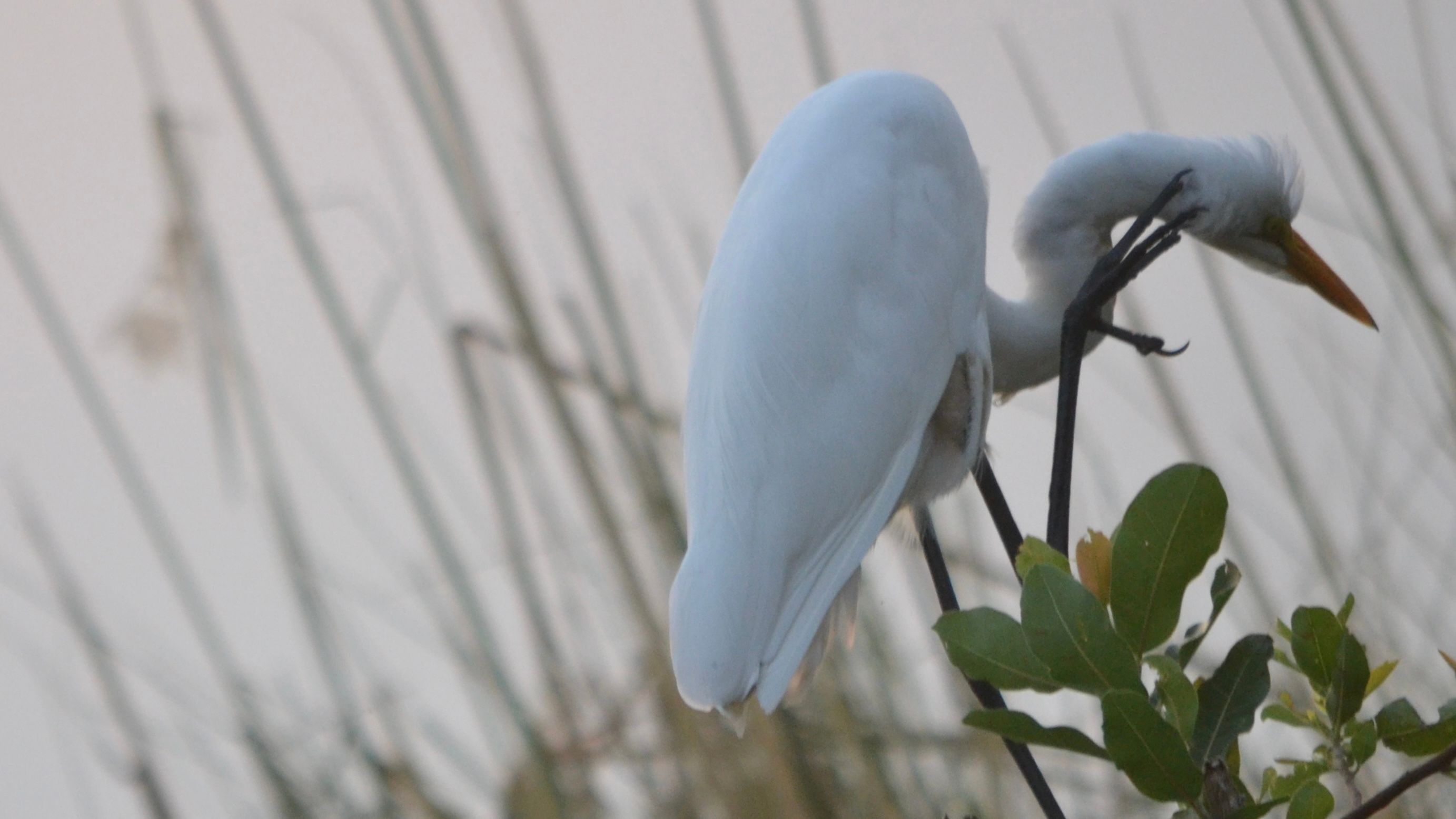 Voëllewe Fotografie