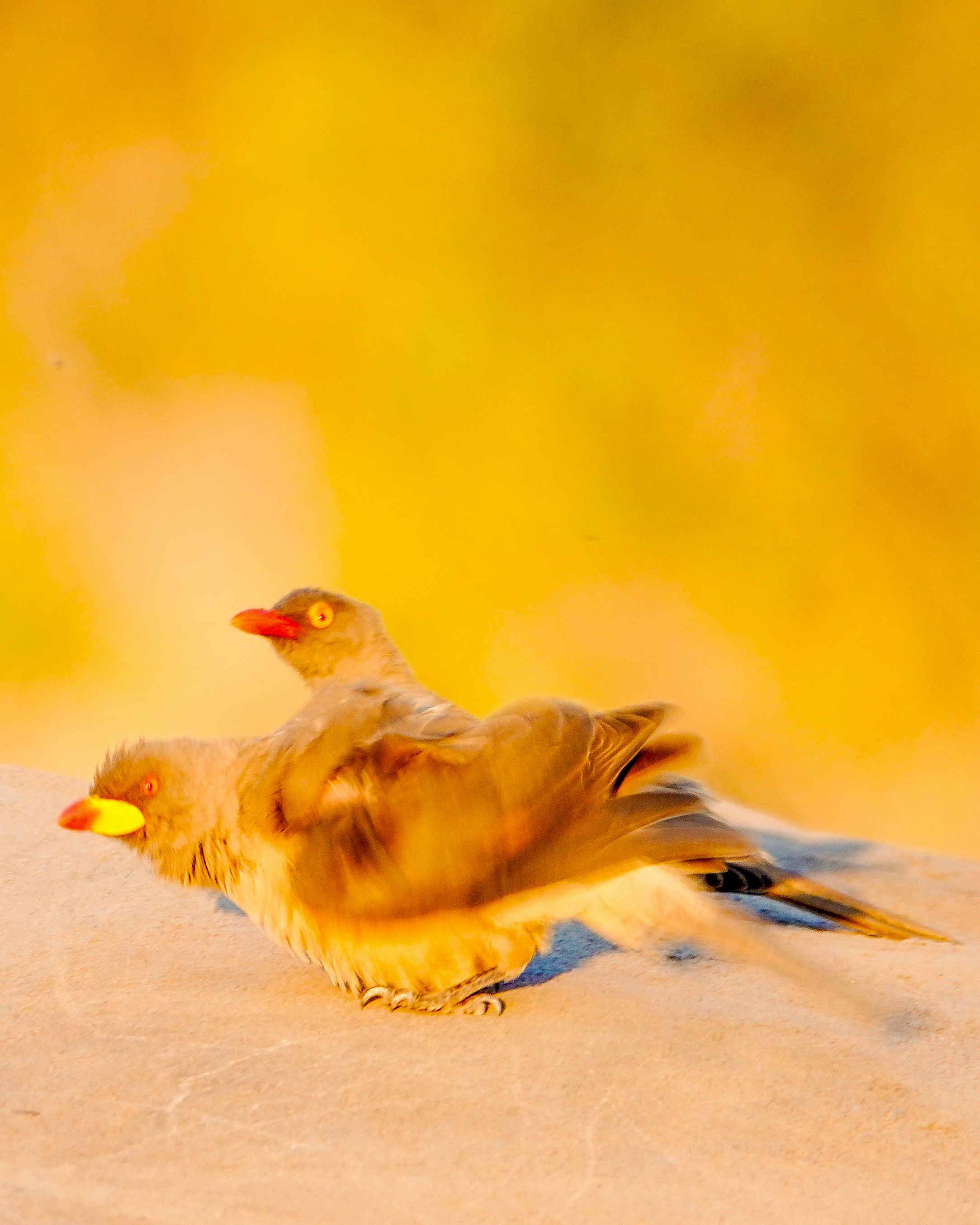 Voëllewe Fotografie