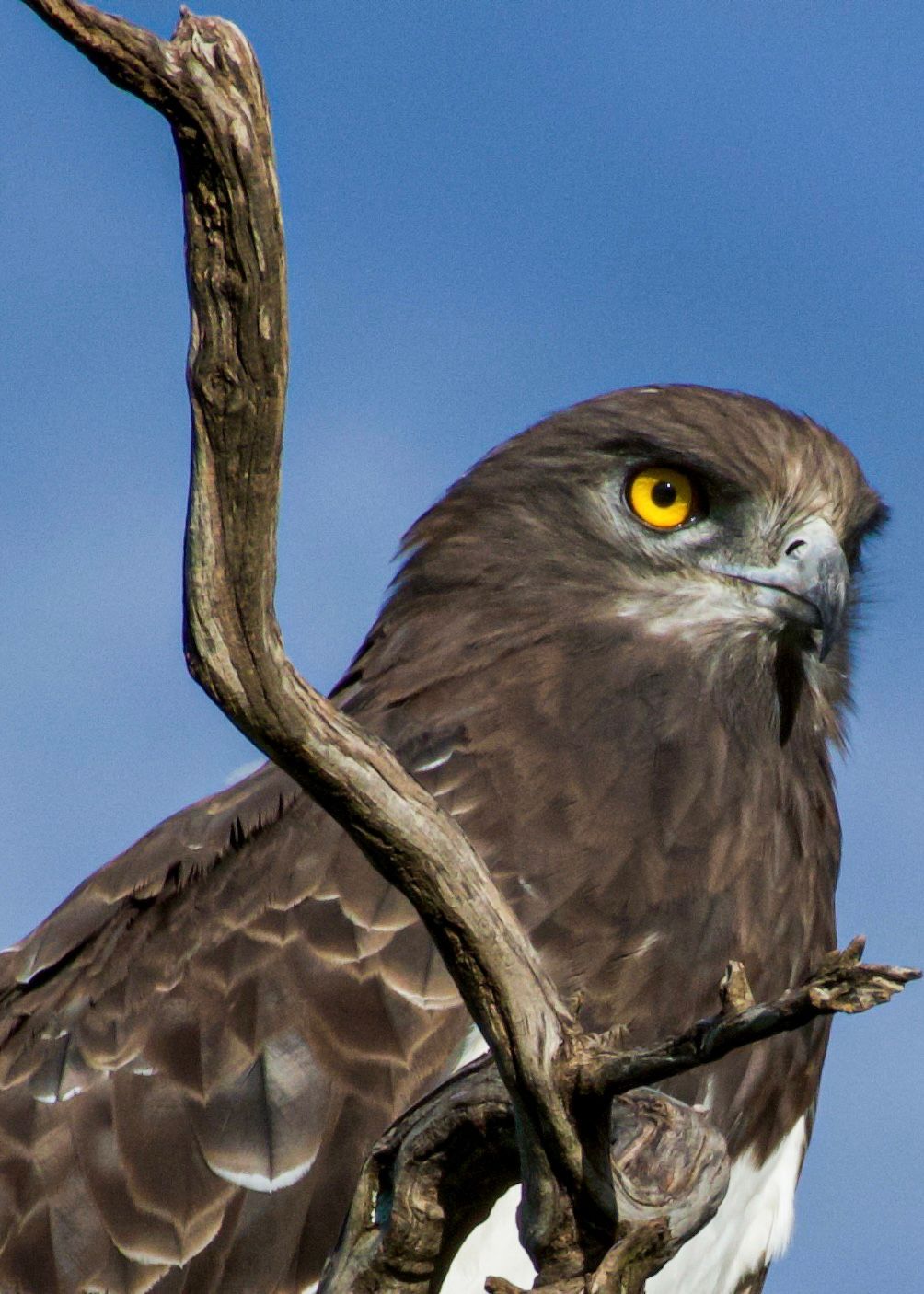 Voëllewe Fotografie