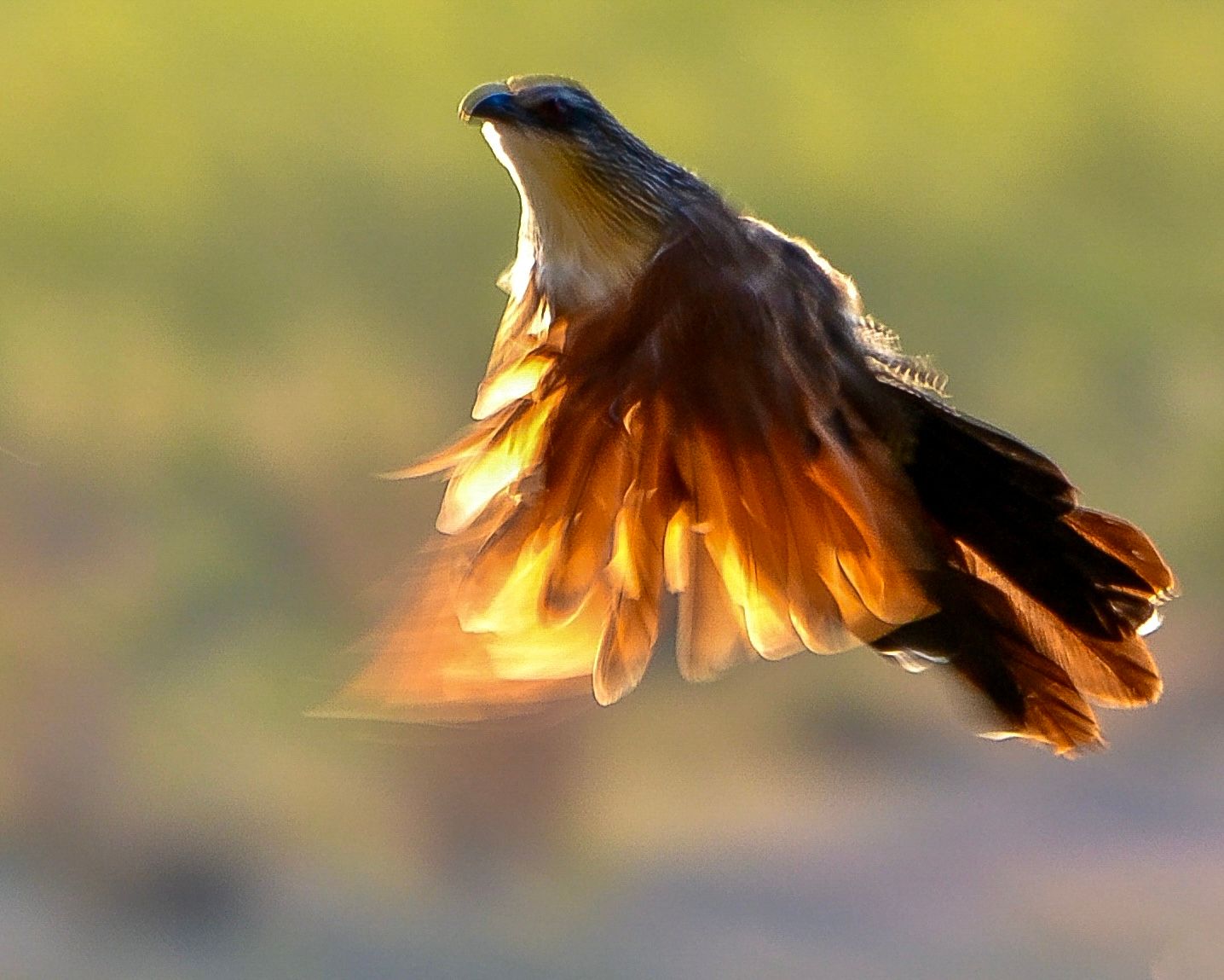 Voëllewe Fotografie