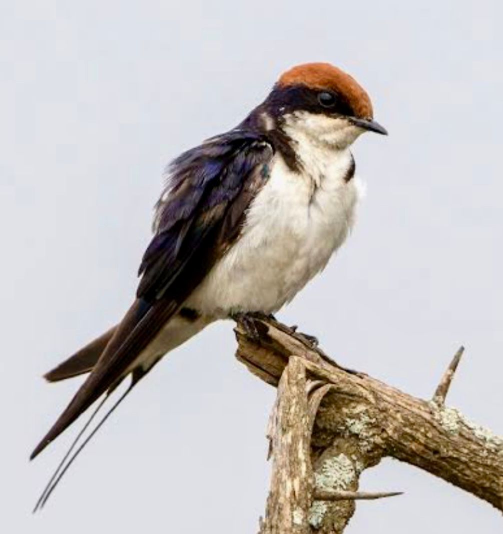 Voëllewe Fotografie