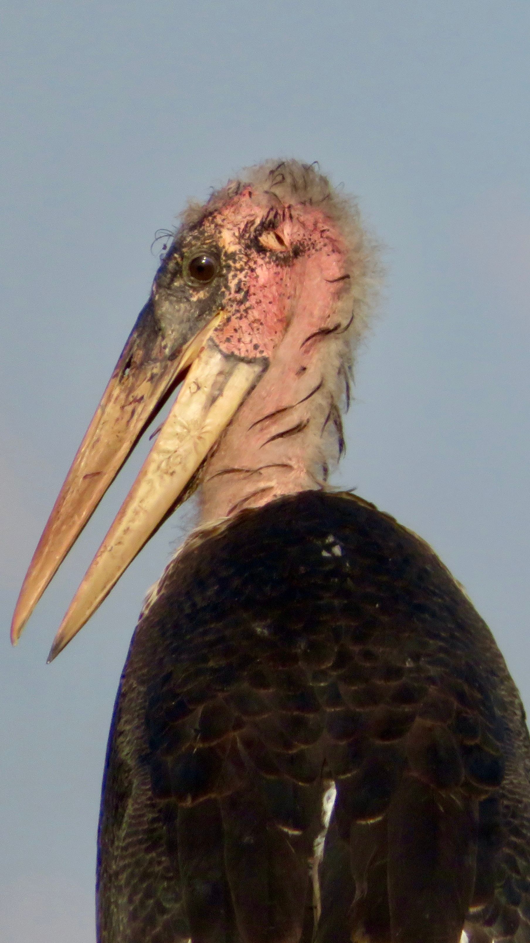 Voëllewe Fotografie