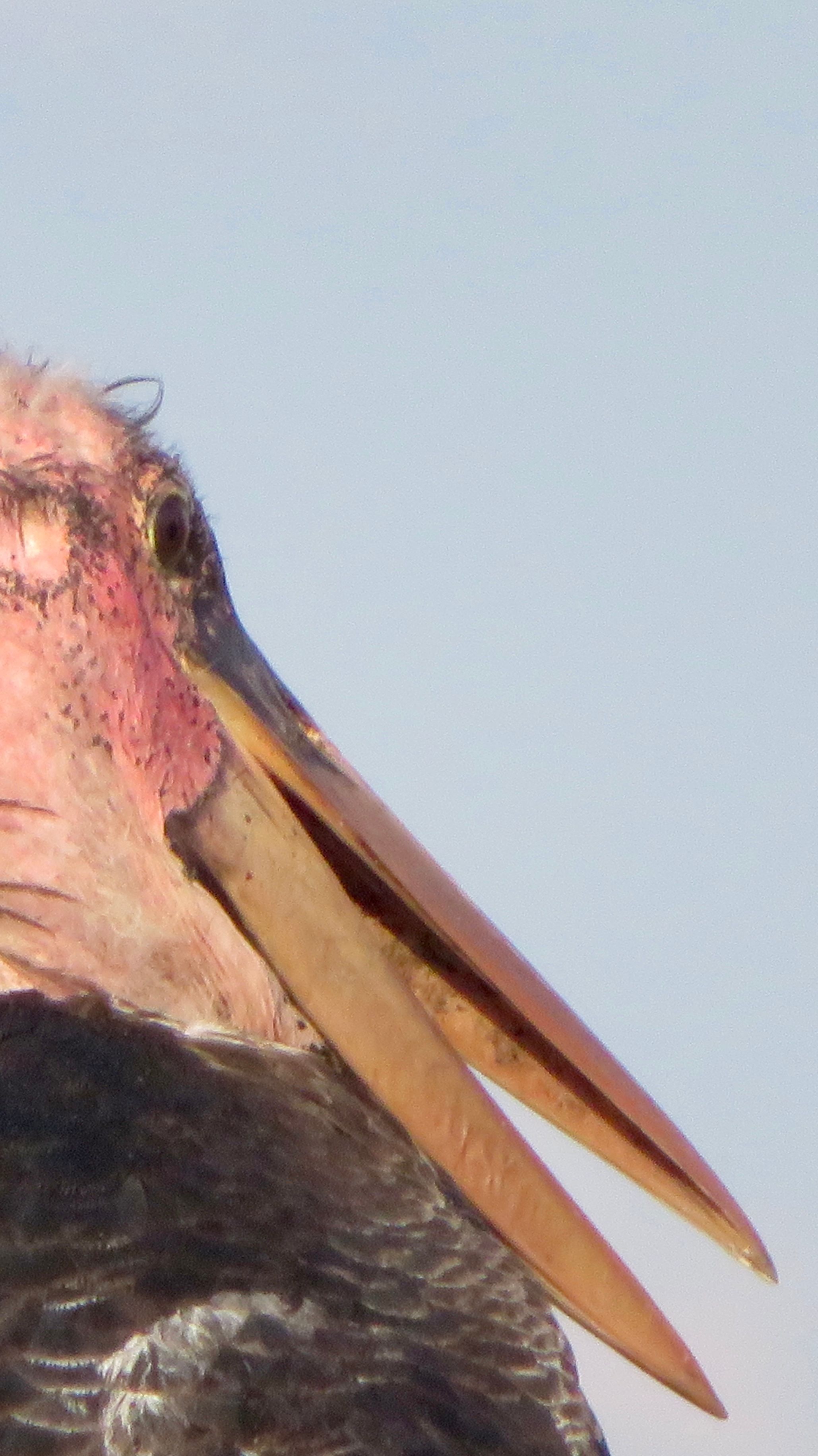 Voëllewe Fotografie