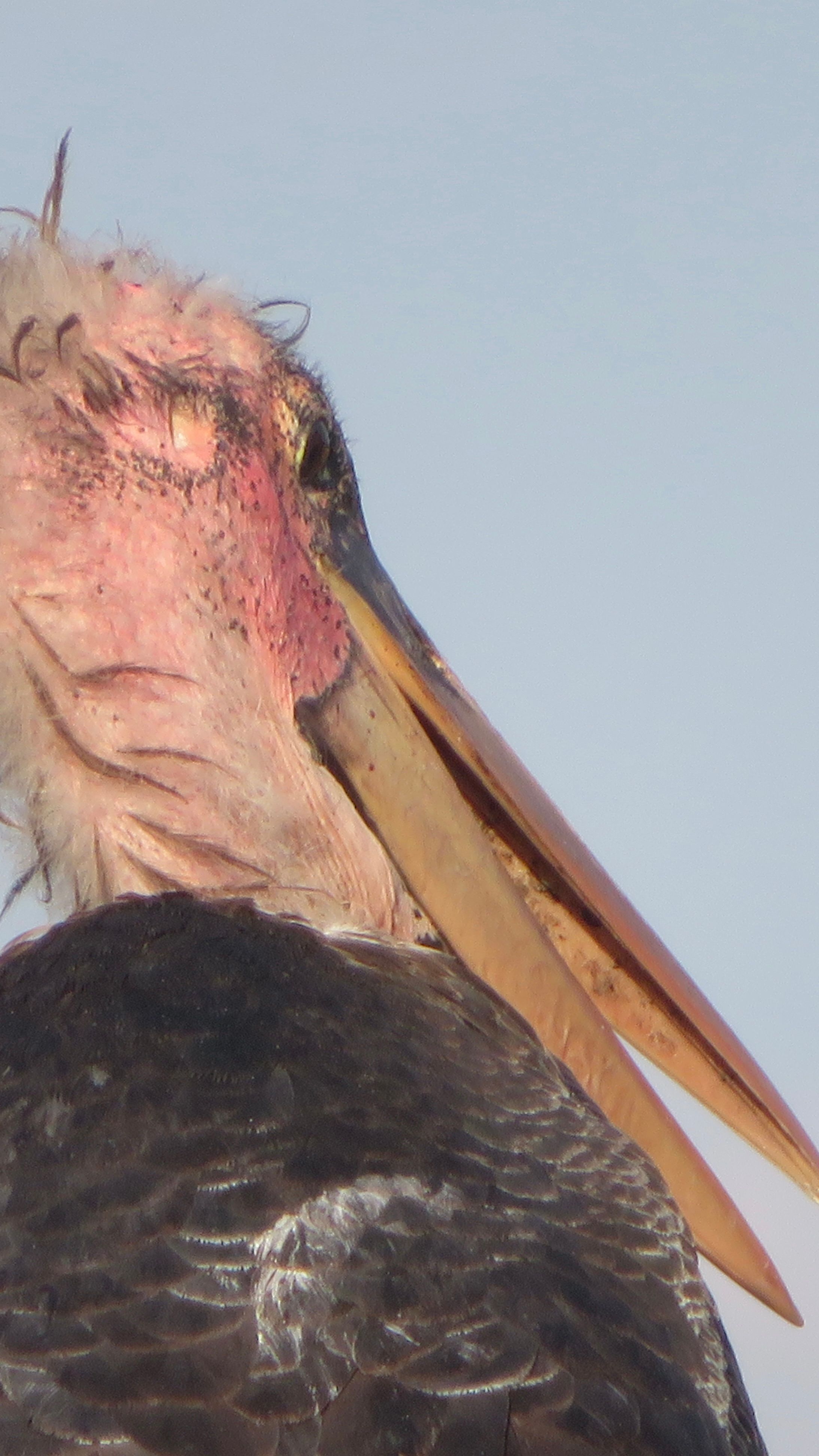 Voëllewe Fotografie