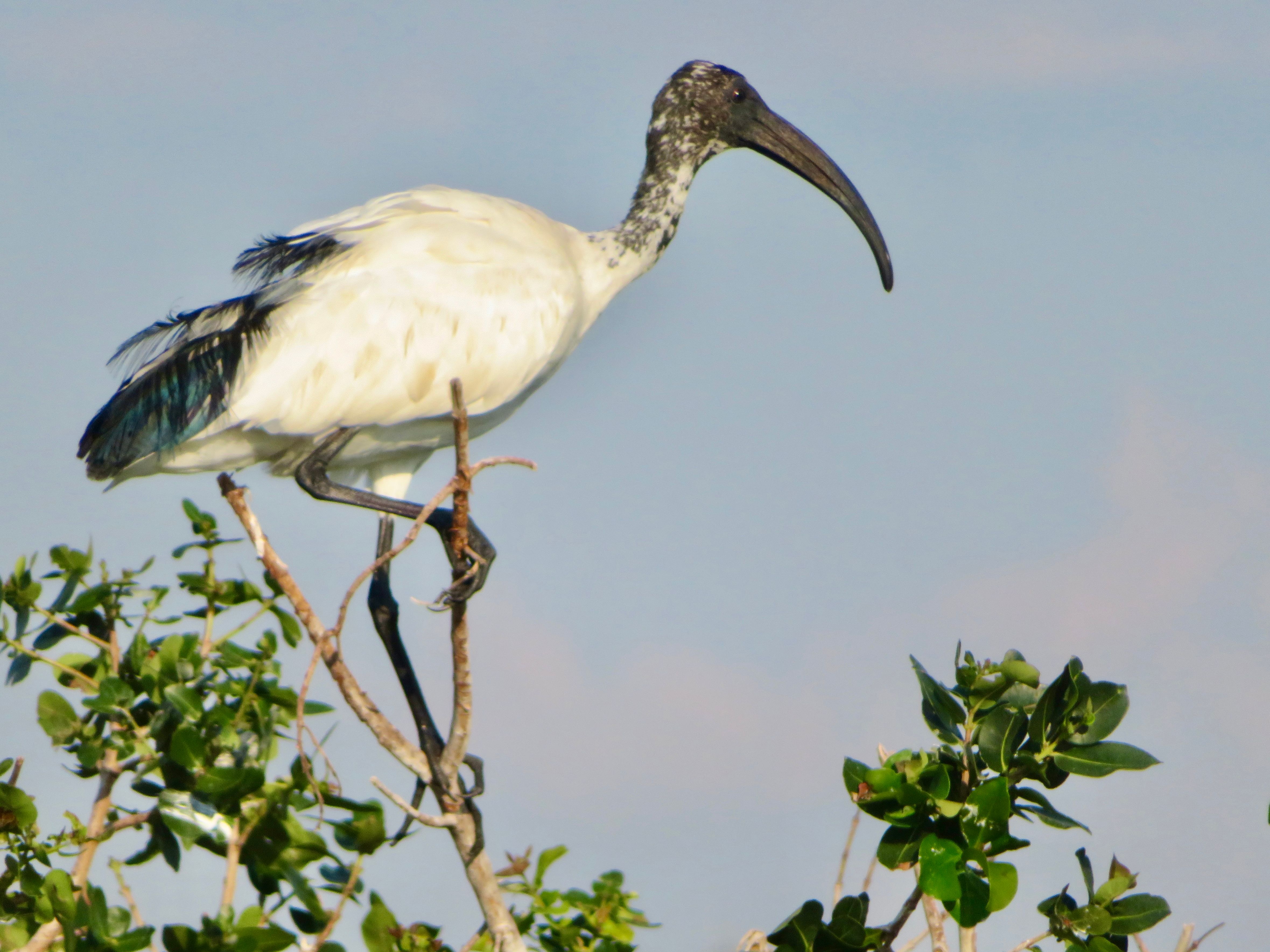Voëllewe Fotografie