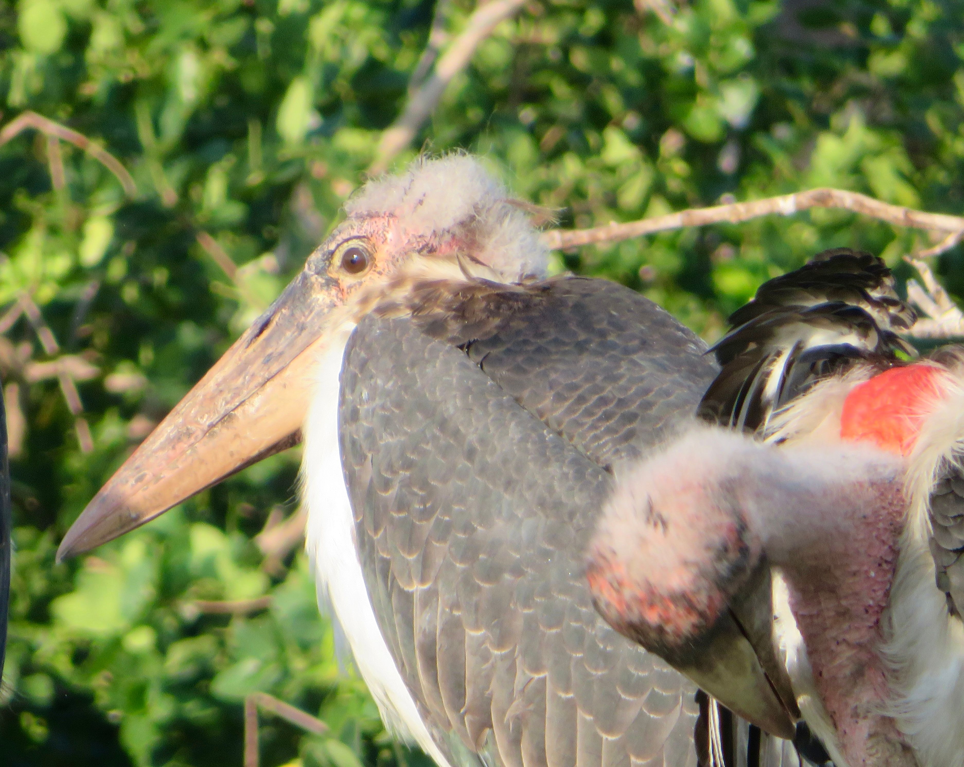 Voëllewe Fotografie