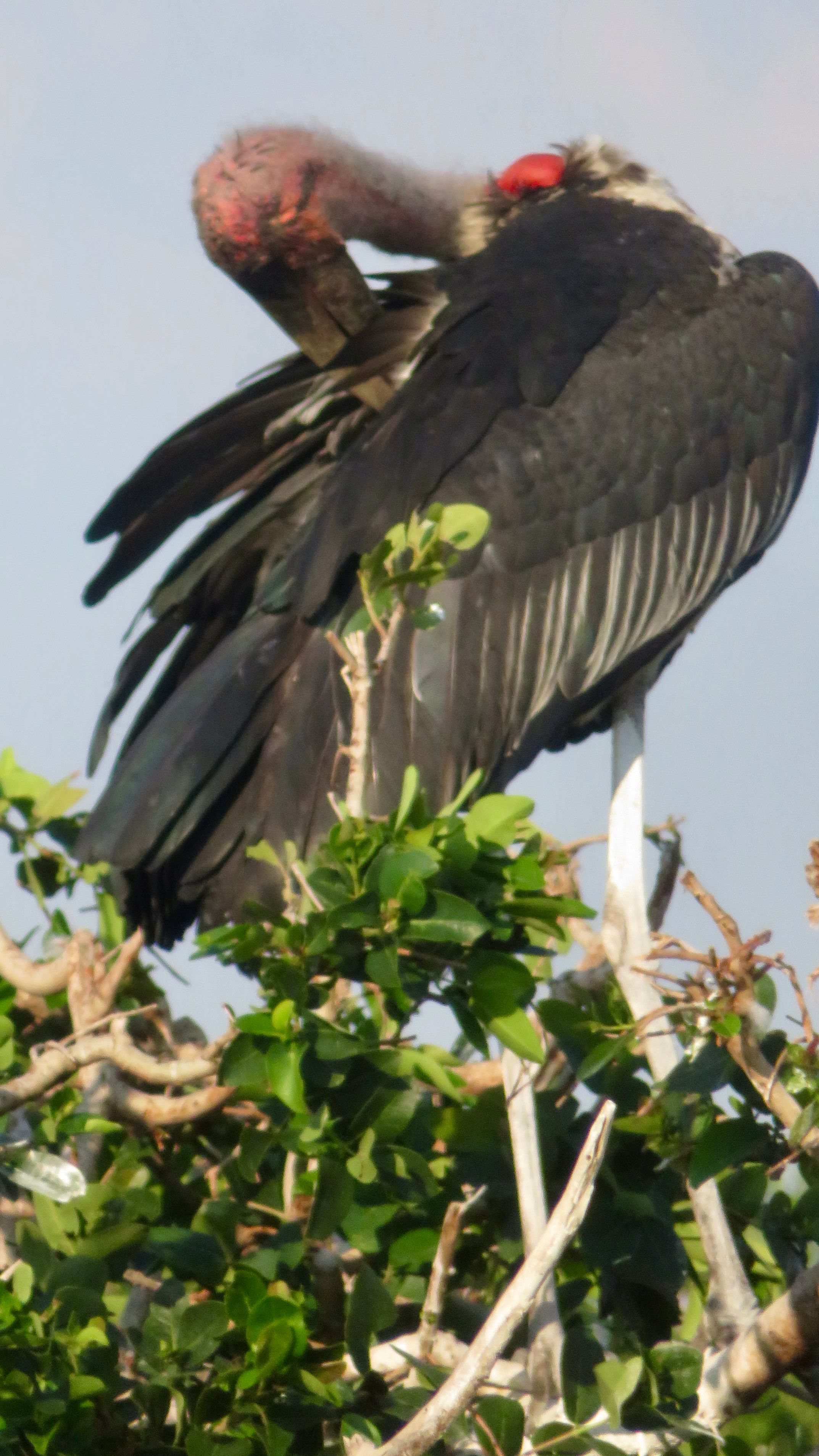 Voëllewe Fotografie