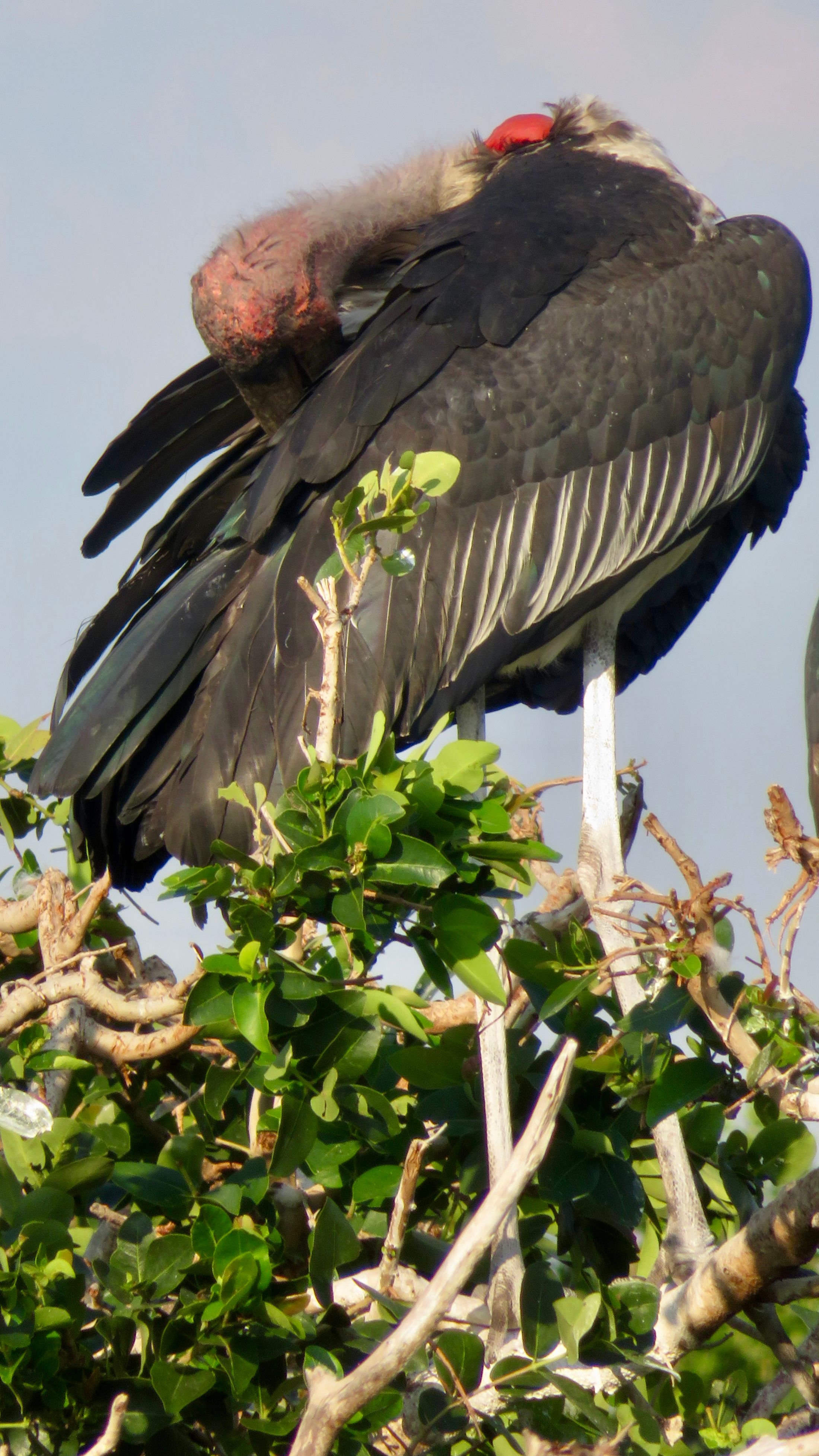 Voëllewe Fotografie