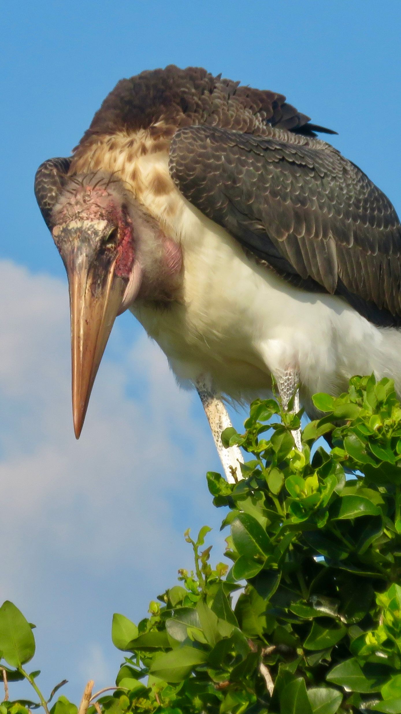 Voëllewe Fotografie