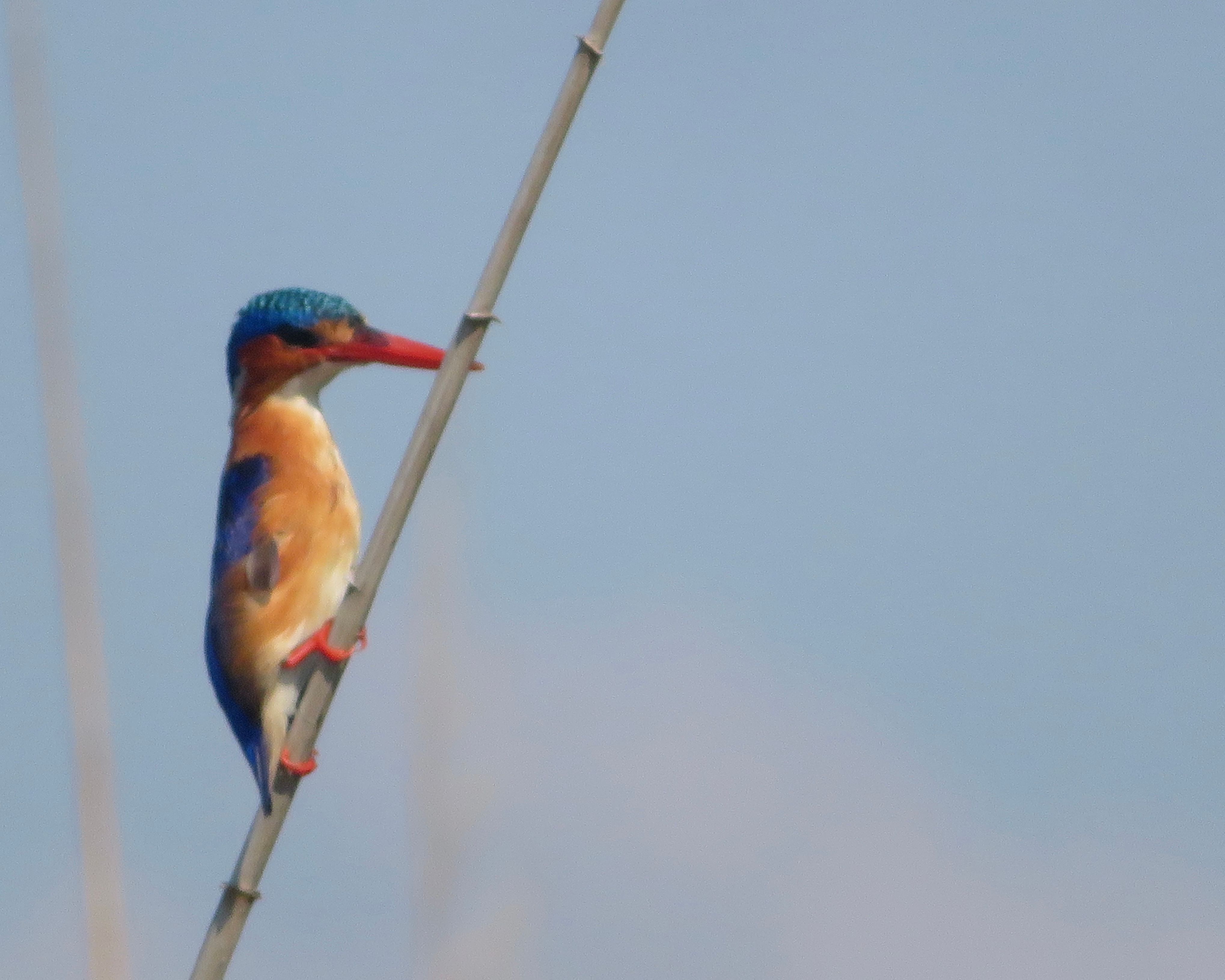 Voëllewe Fotografie