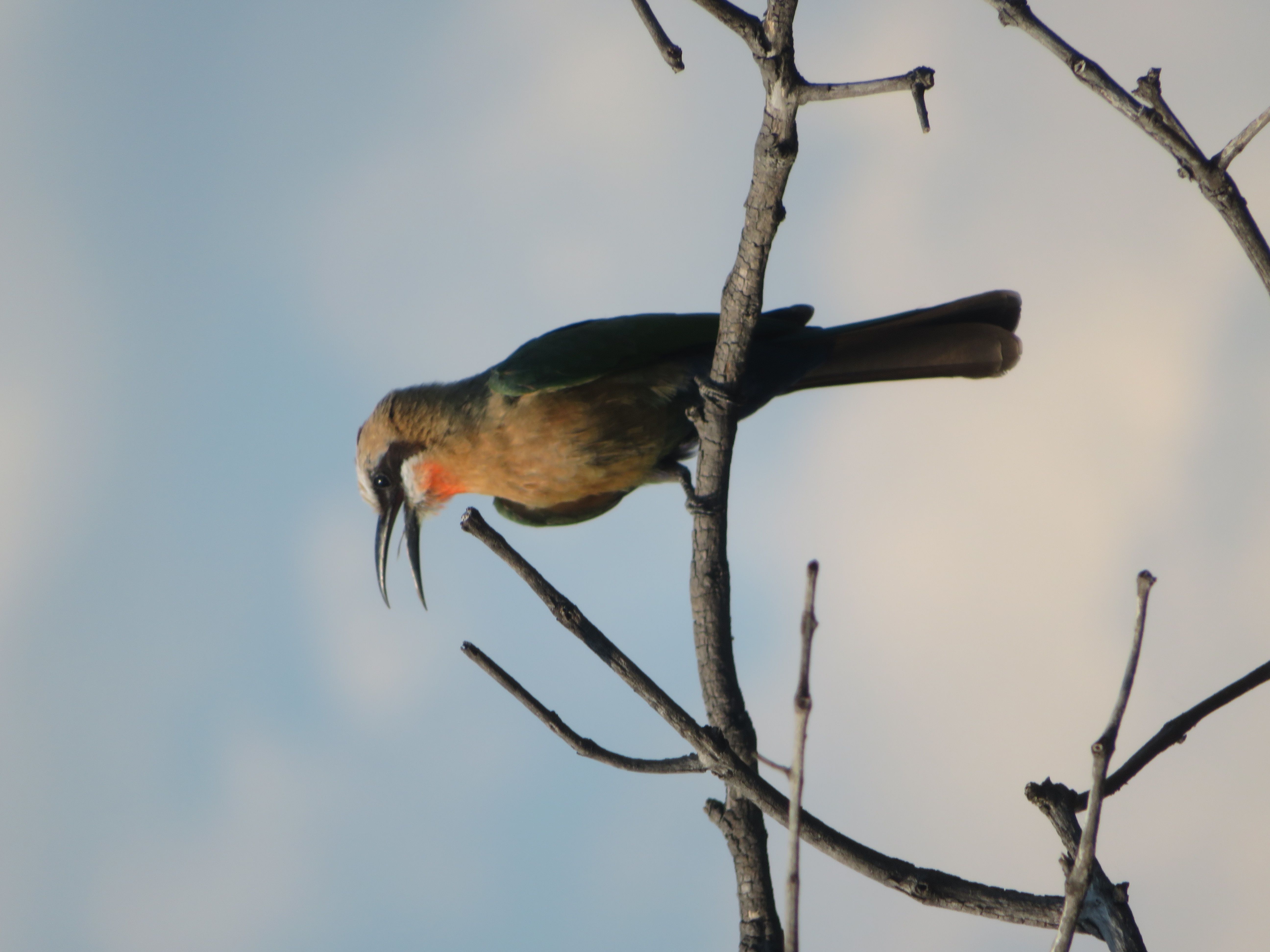 Voëllewe Fotografie