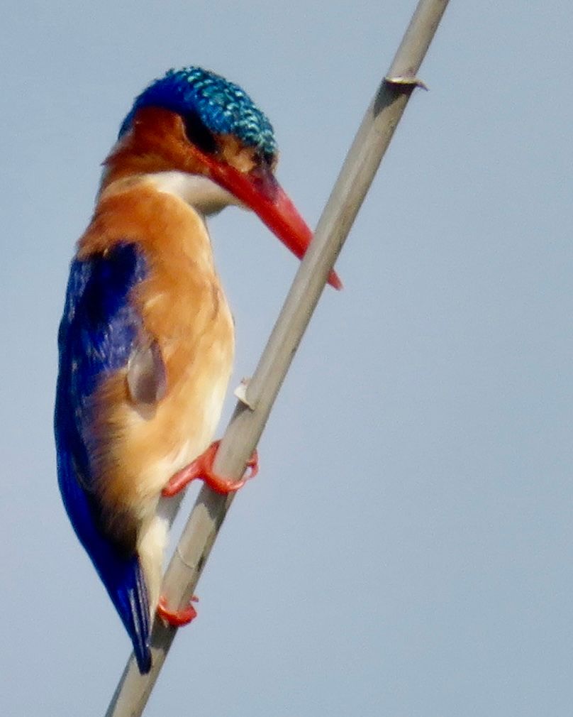 Voëllewe Fotografie