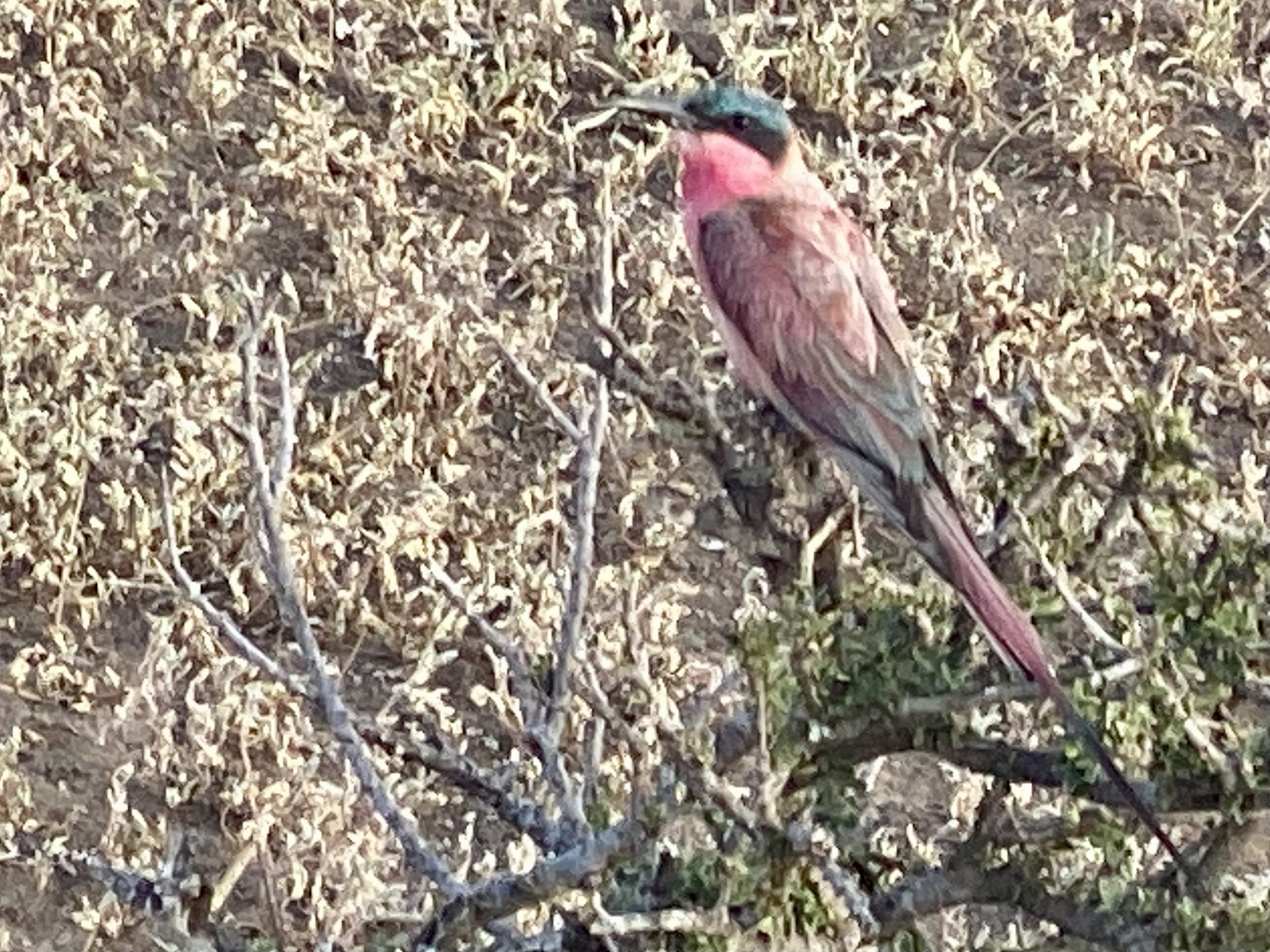 Voëllewe Fotografie