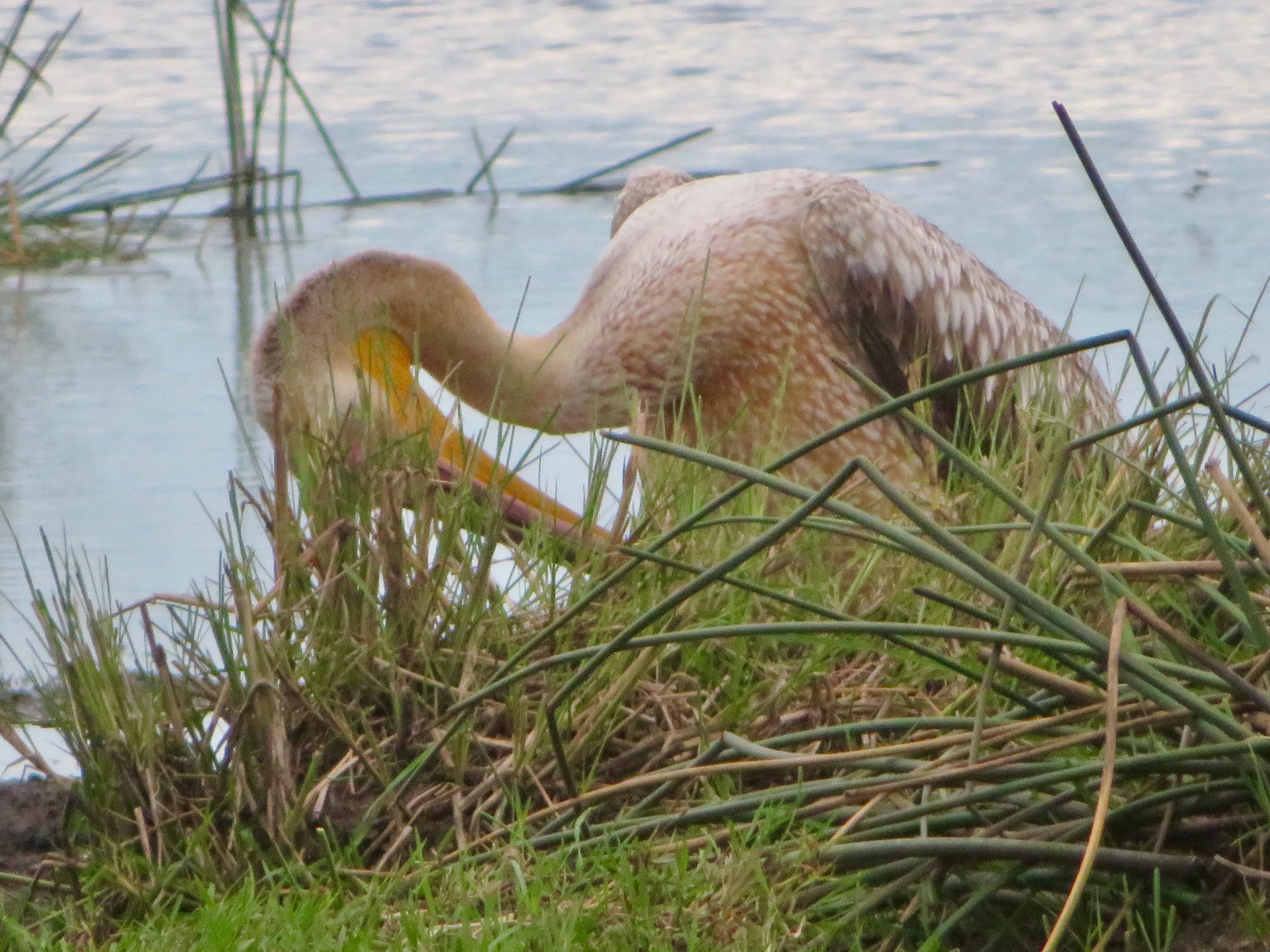 Voëllewe Fotografie