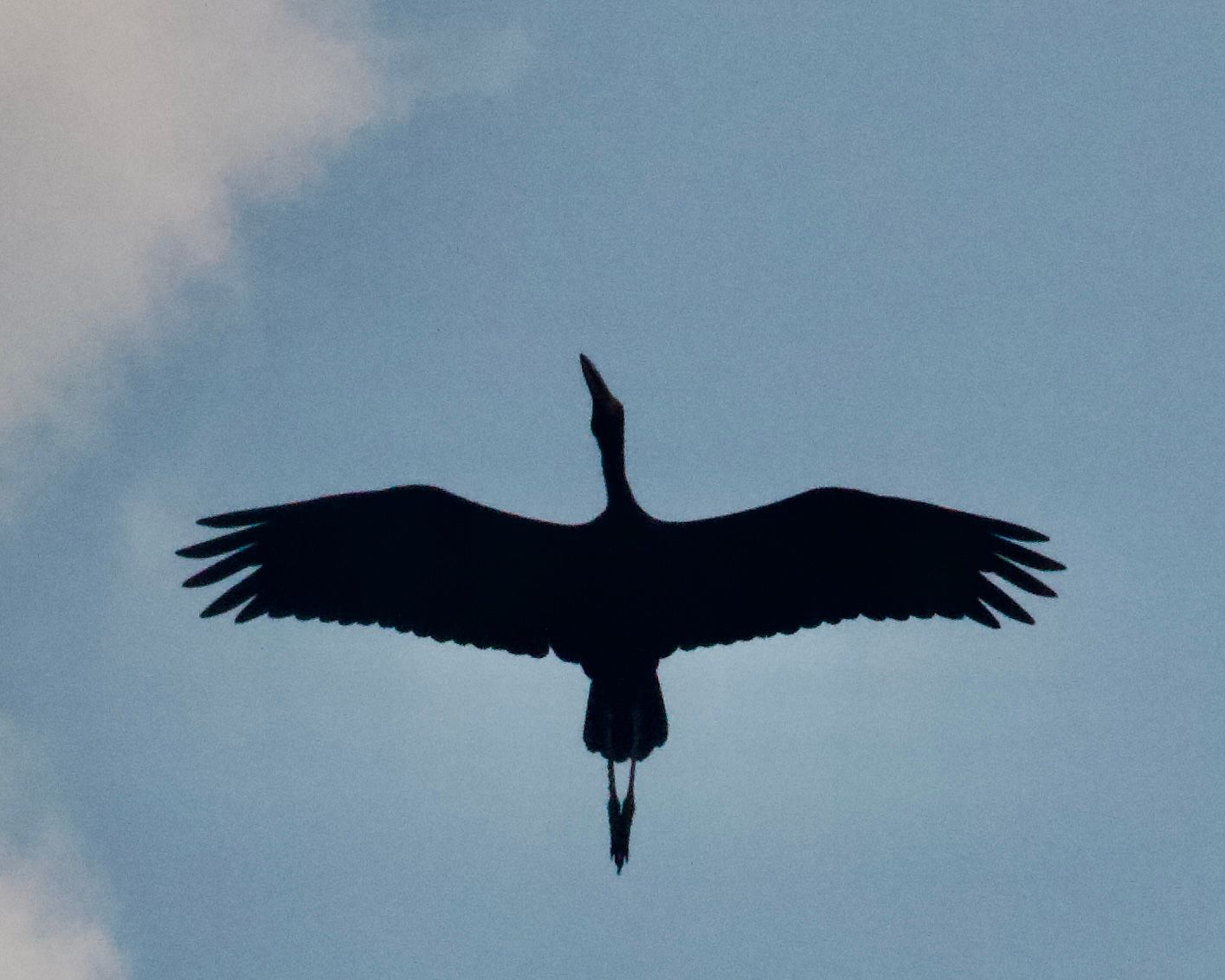 Voëllewe Fotografie