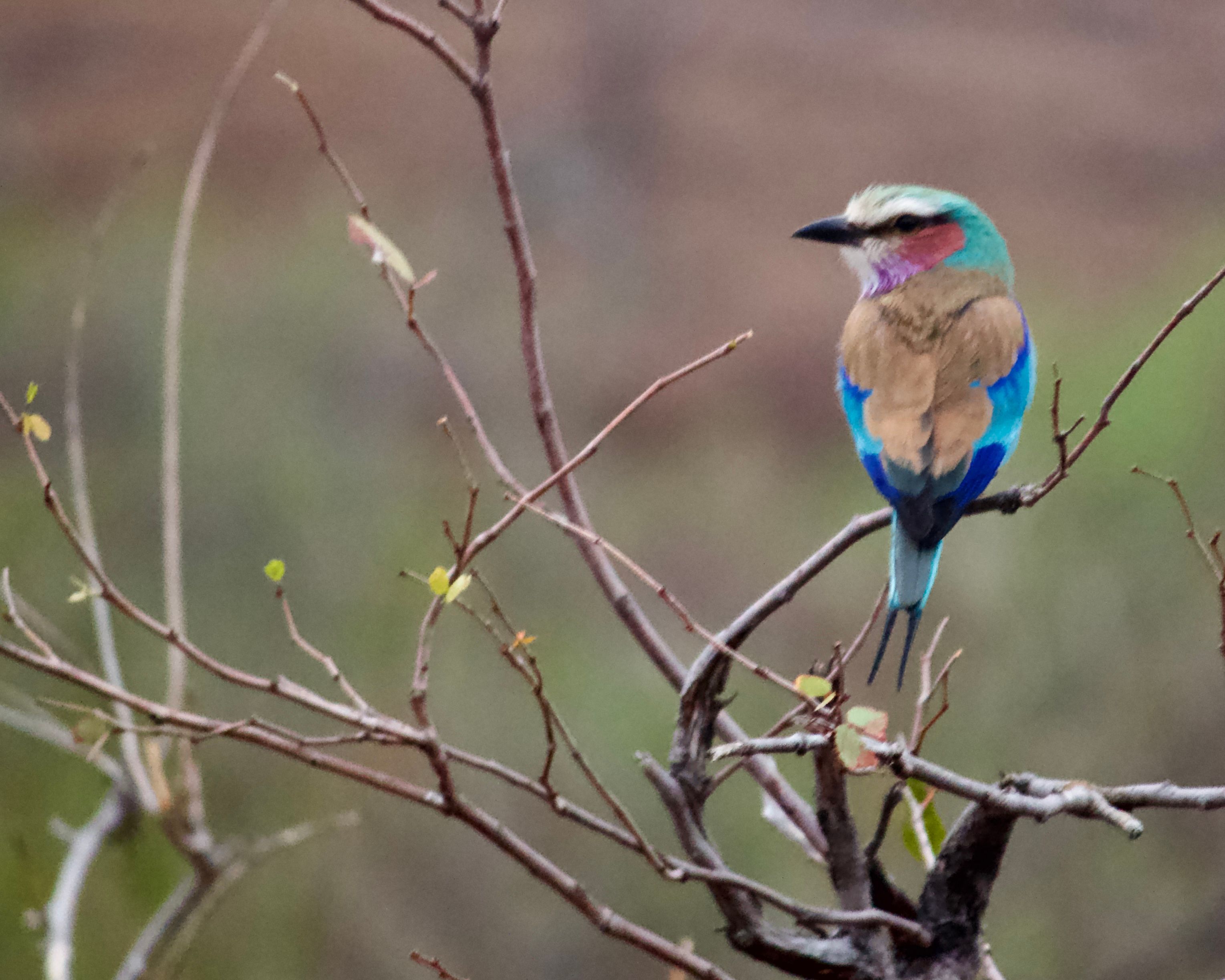 Voëllewe Fotografie