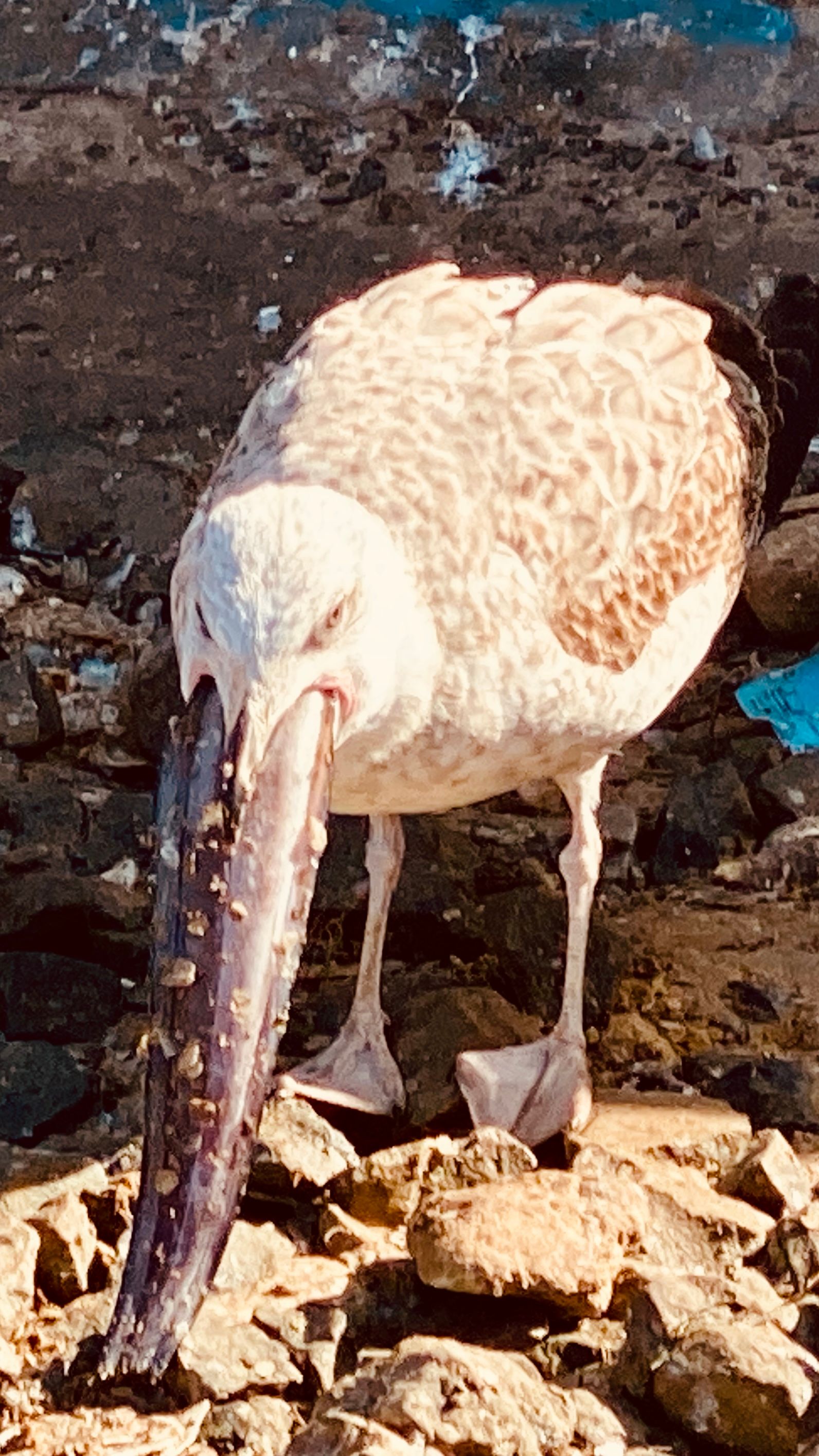 Voëllewe Fotografie