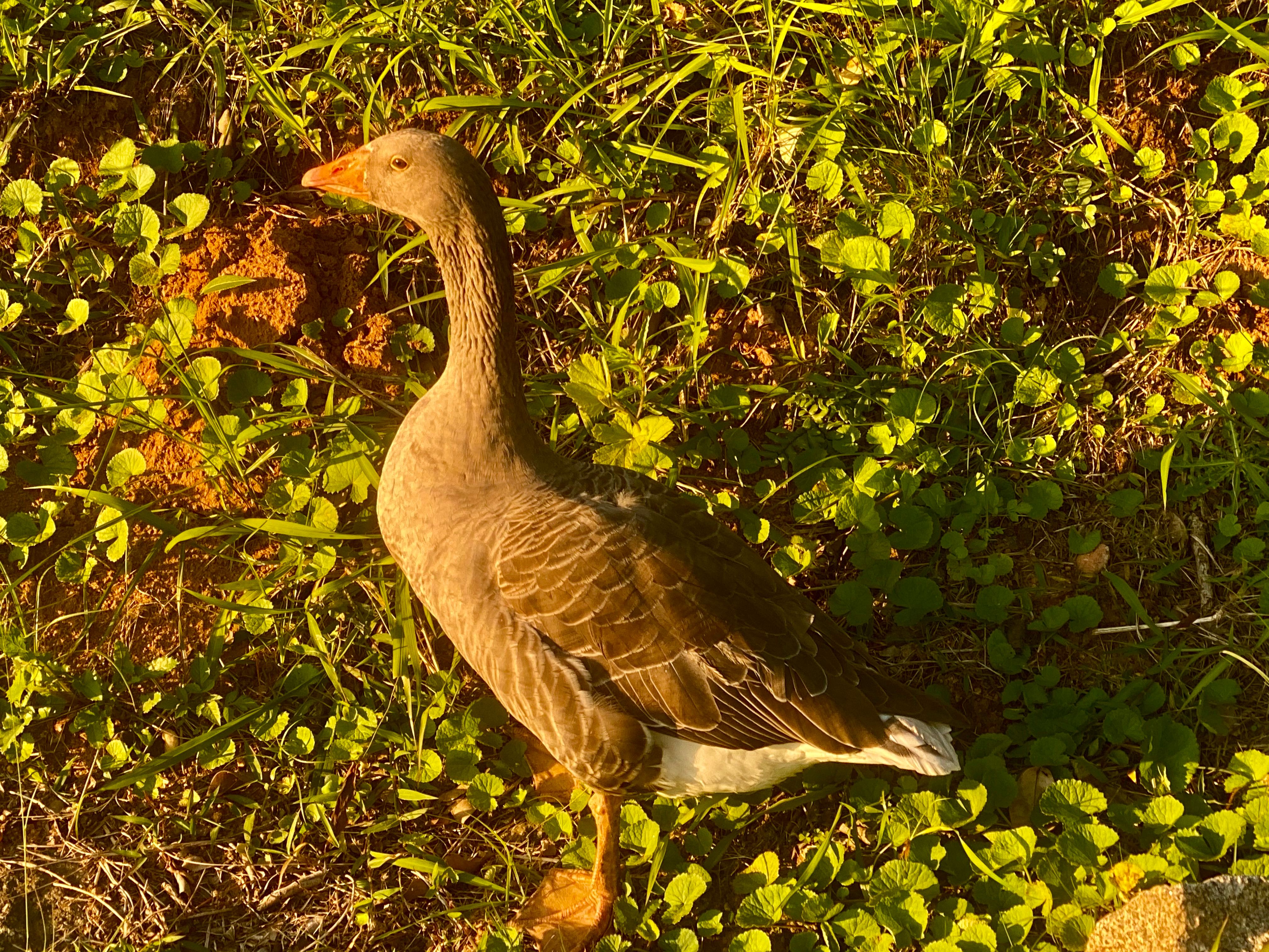 Voëllewe Fotografie
