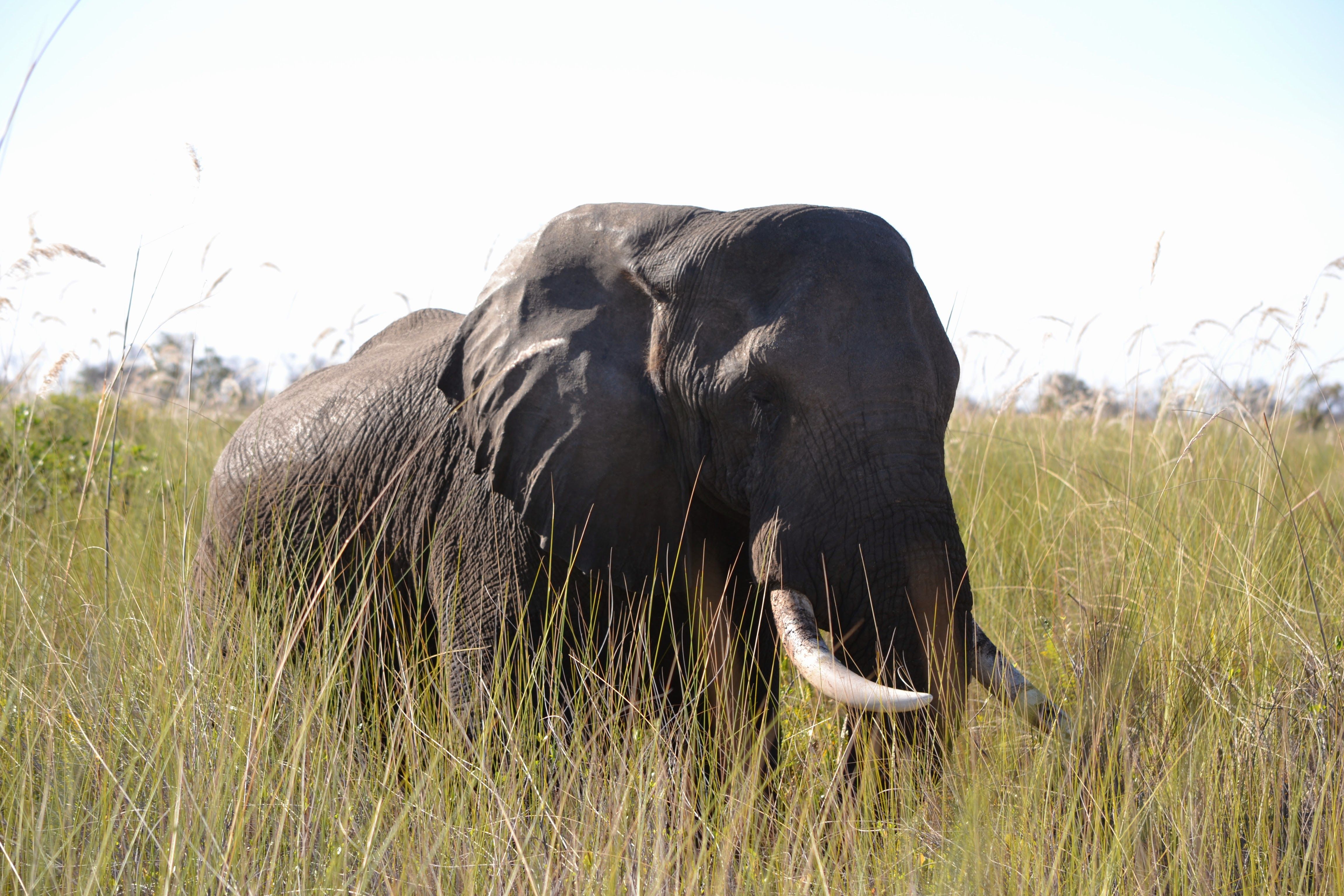 Okavango Delta-ekspedisie | Vroue se vertrek • November 2026