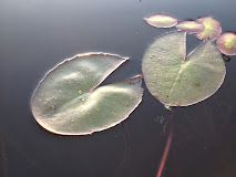 Okavango Delta-ekspedisie | Vroue se vertrek • November 2026