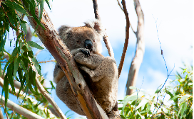 Family Adventure Downunder in August!