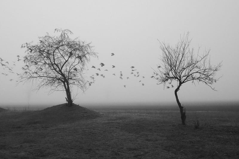 Black and white