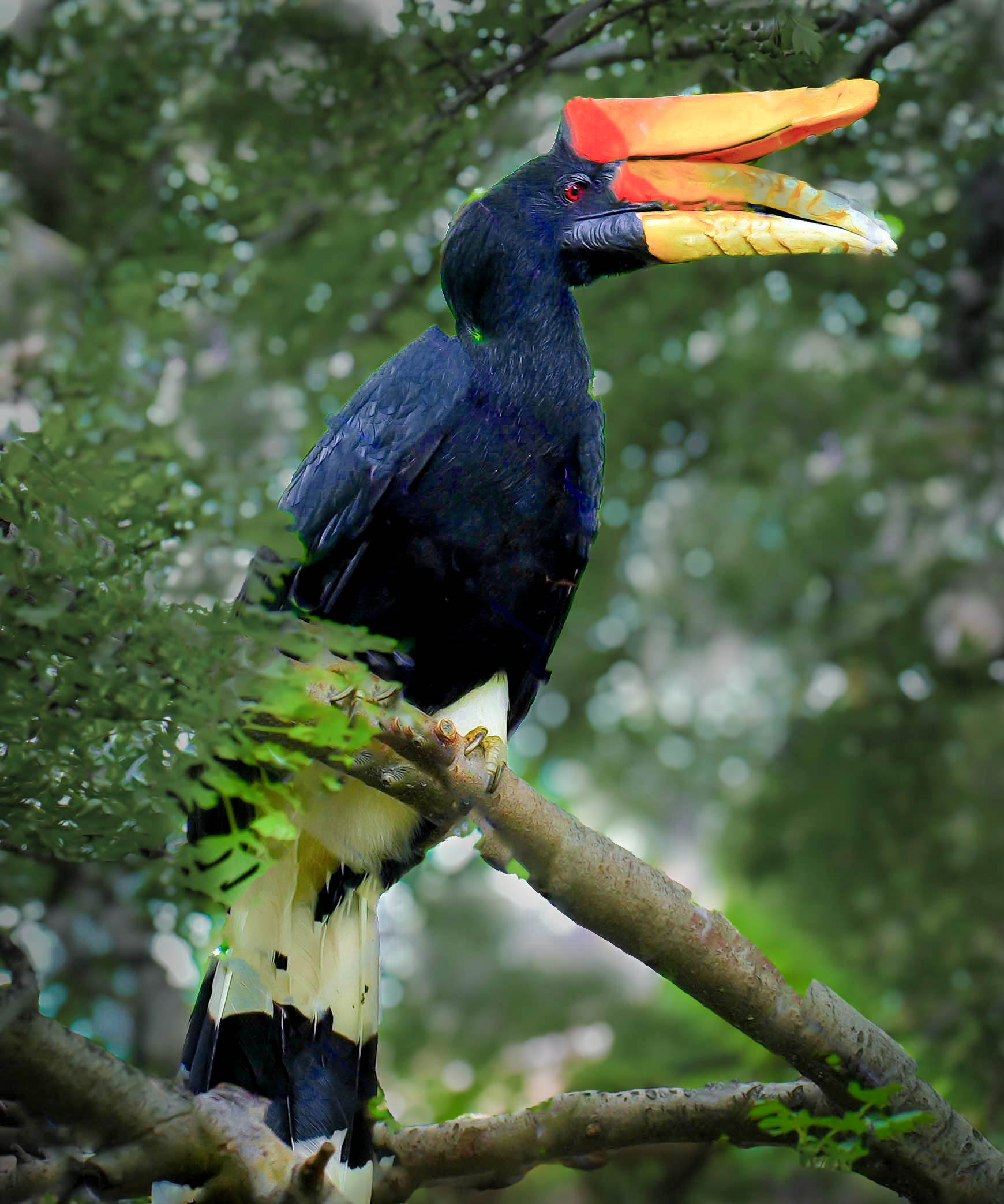Hornbill the Great