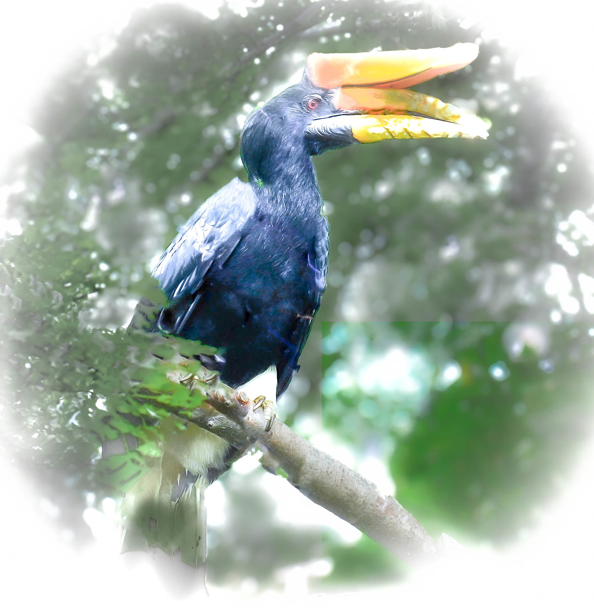Hornbill the Great