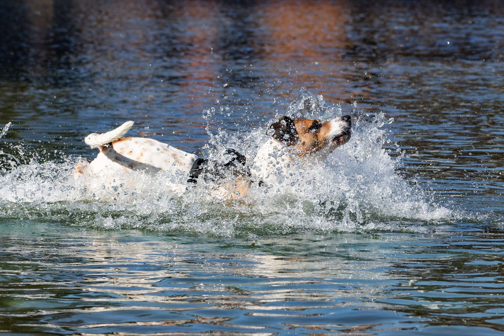 Wassershooting