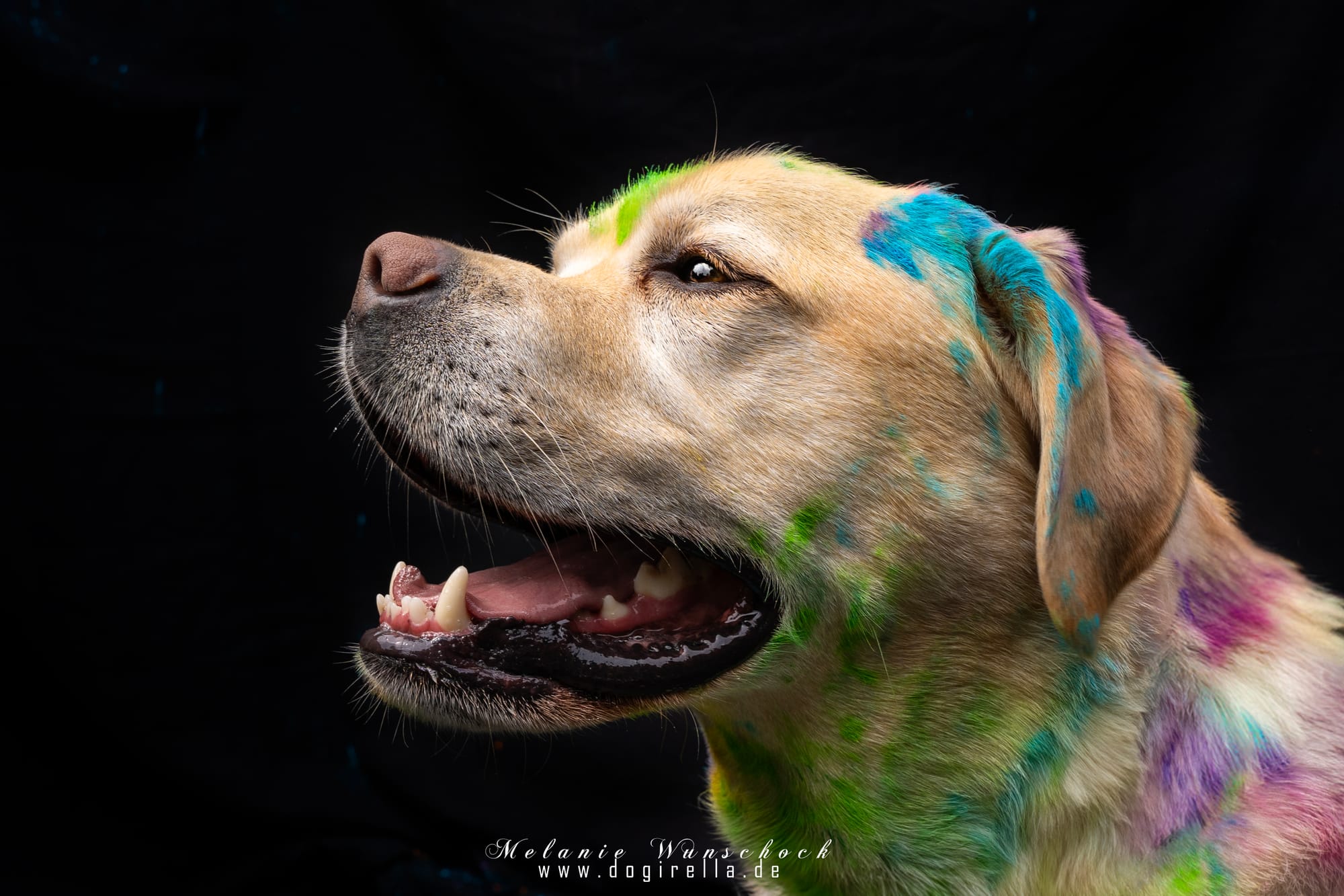 Holi Portrait oder Sprung