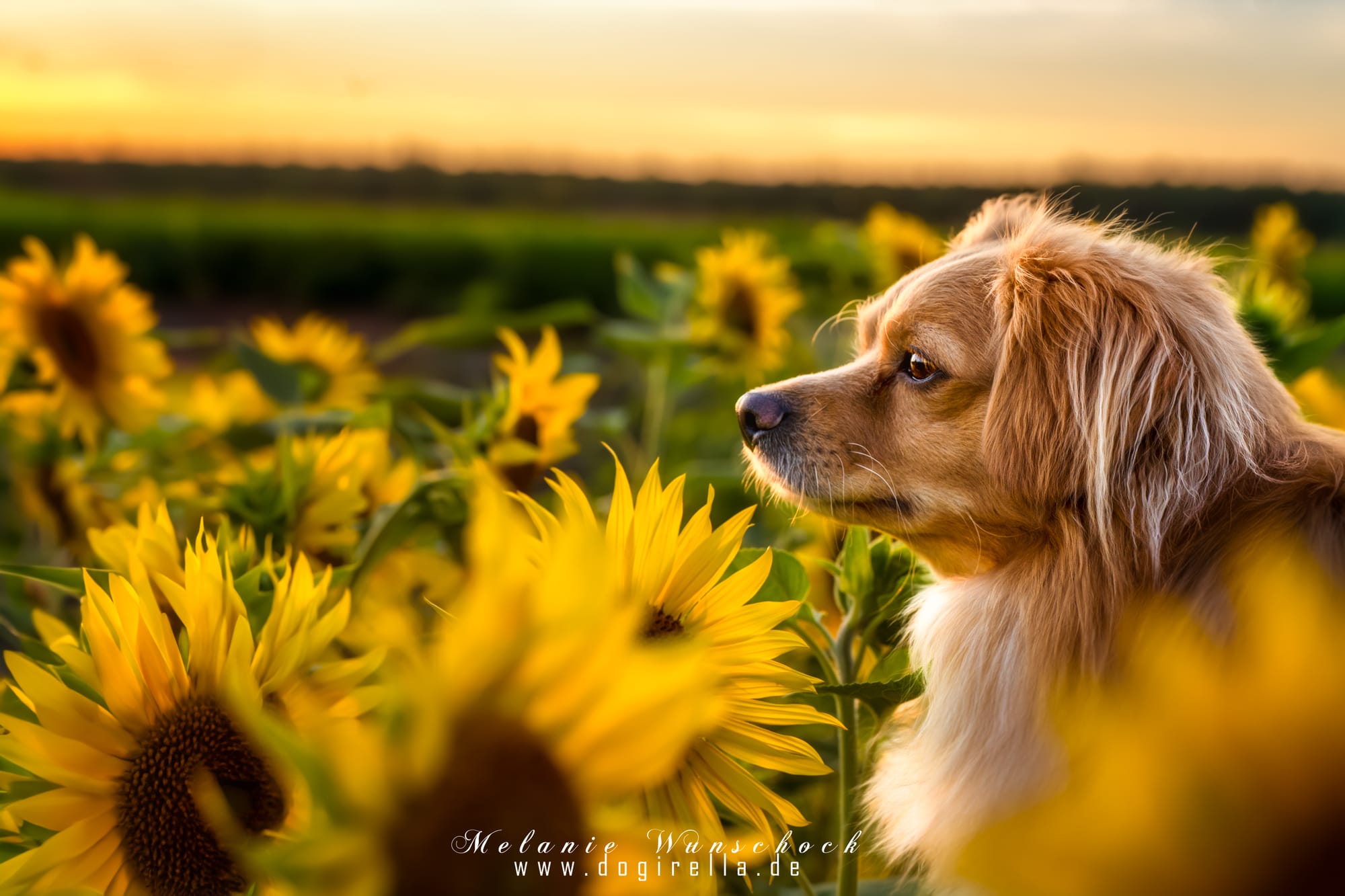 Sonnenblumenshooting