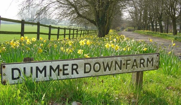 Pop Up - Dummer Down Brewery