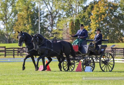 Országos Nonius Tenyészszemle 2024. Mezőhegyes