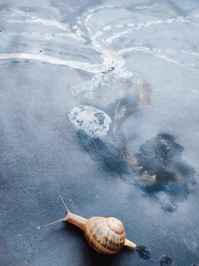 ESCARGO-PAYSMARGES