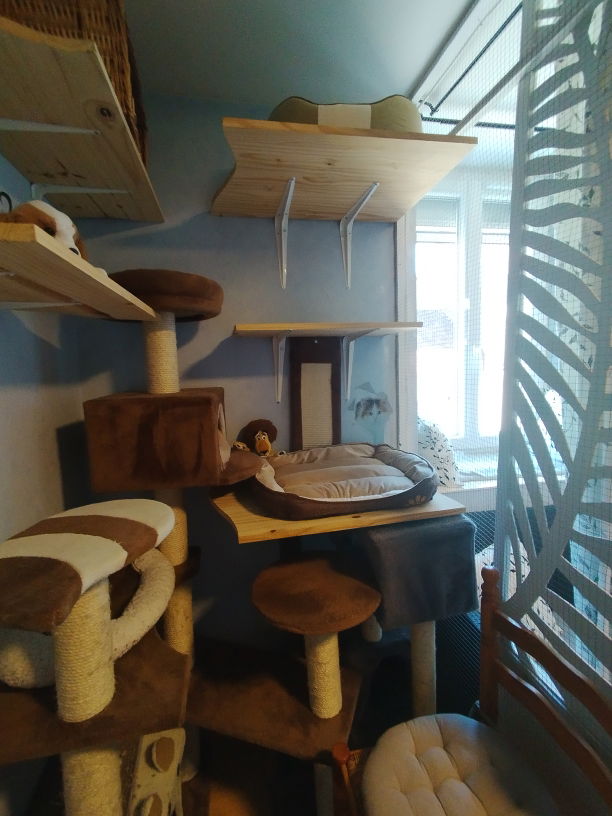 Chambre Marron de la pension pour chats Lise Cat's