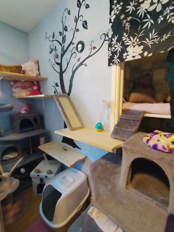 Chambre Rose pour chats agé ou chaton