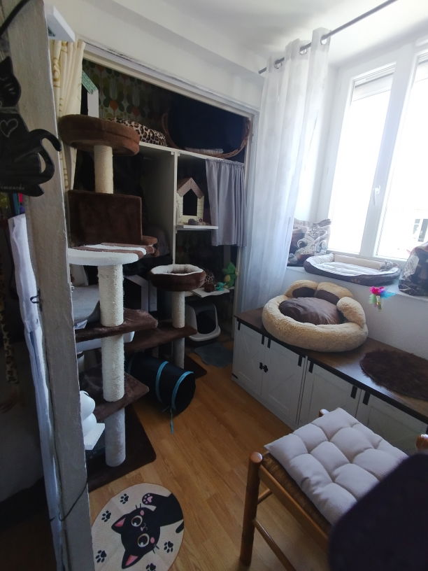 Chambre Verte pension pour chats Lise Cat's