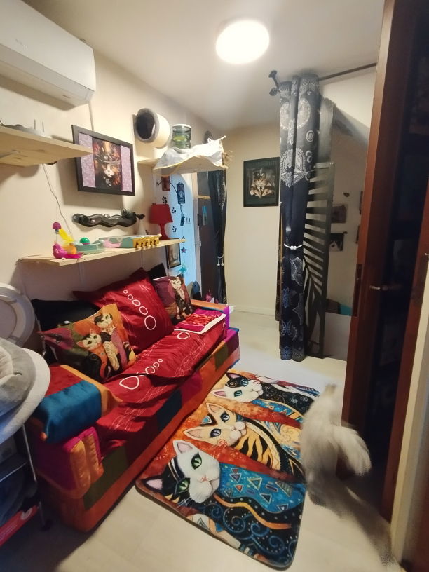 Salle de jeux à la pension pour chats Lise Cat's