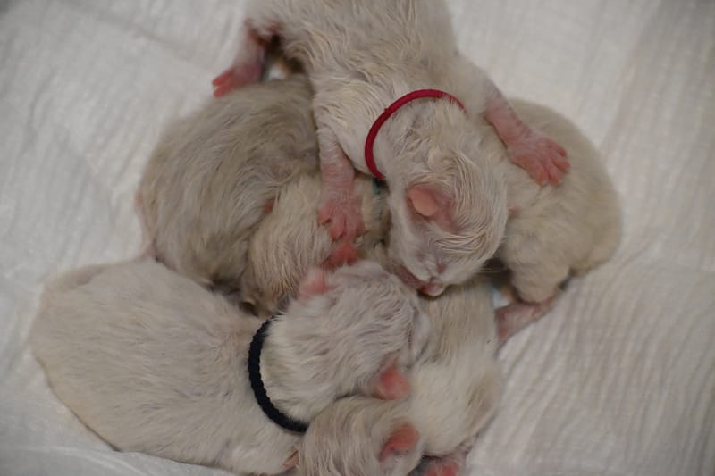 We're expecting a litter! ️