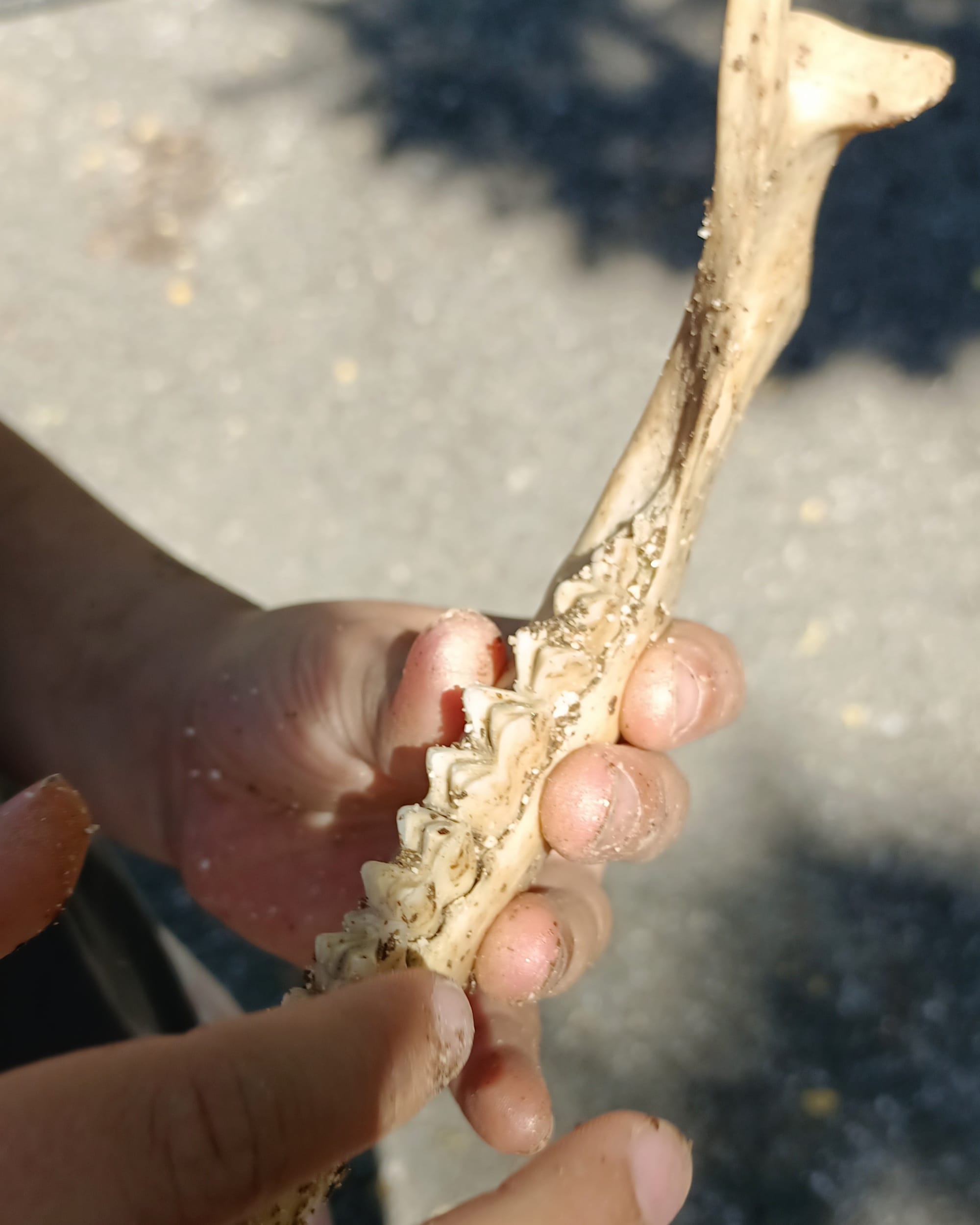 Atelier Archéozoo sur mesure