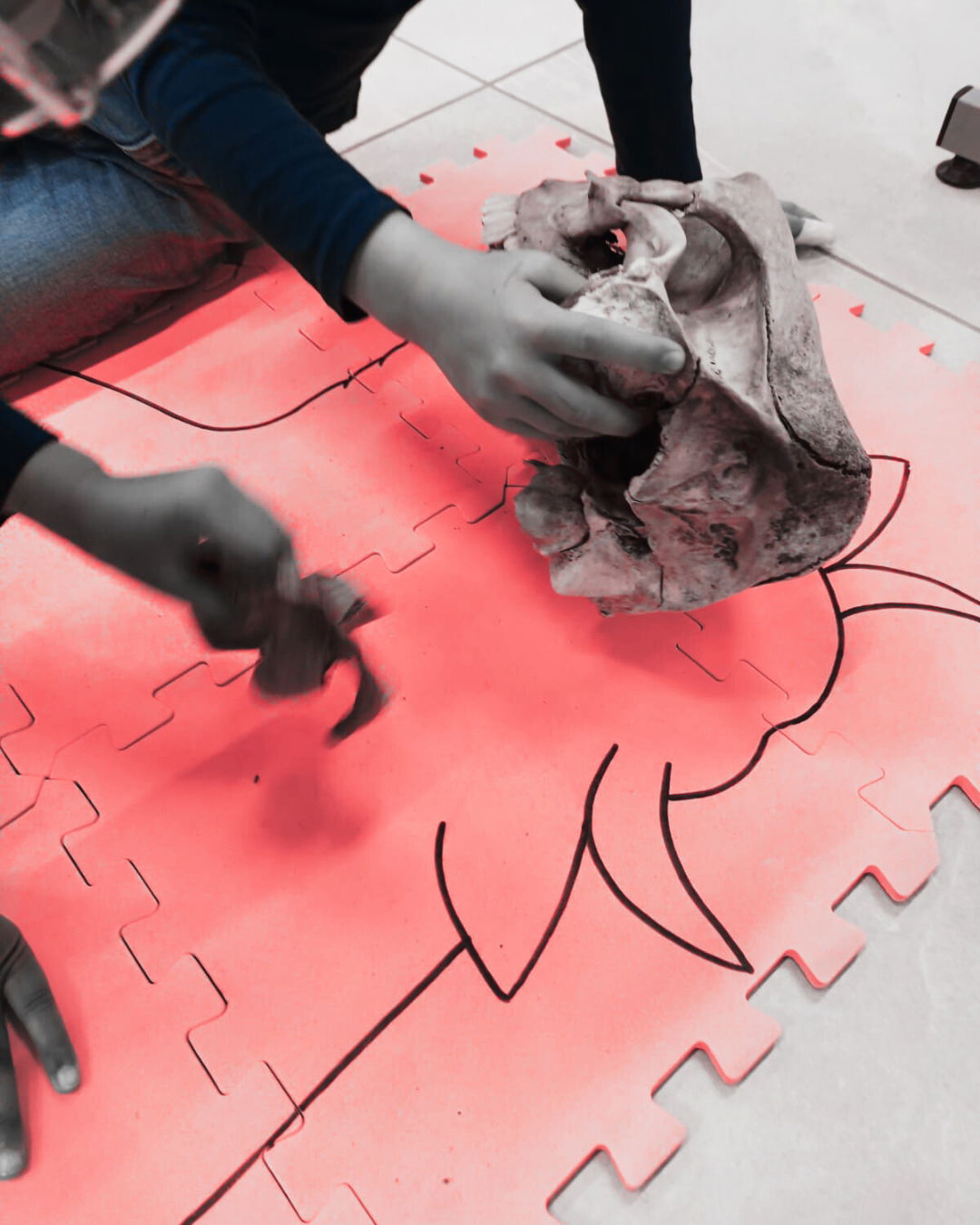 Atelier Archéozoo sur mesure