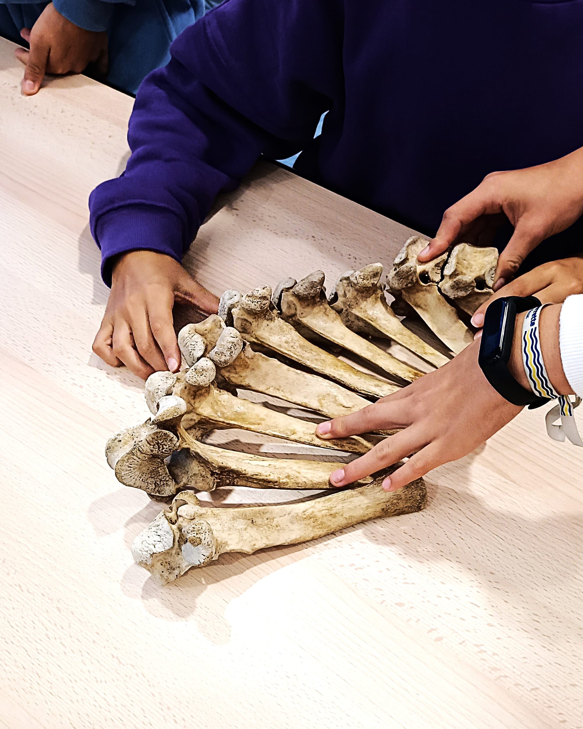 Atelier Archéozoo sur mesure