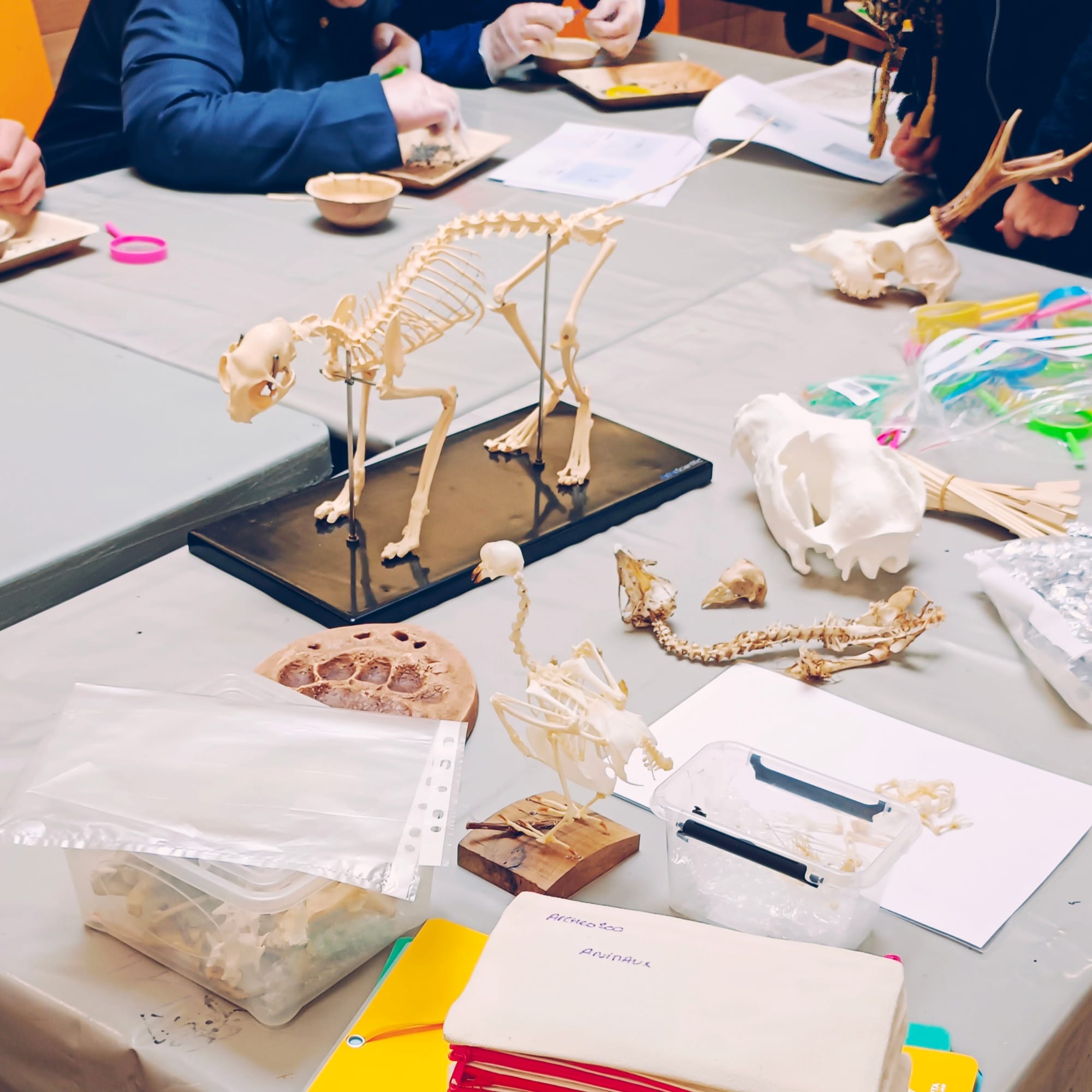 Atelier Archéozoo sur mesure