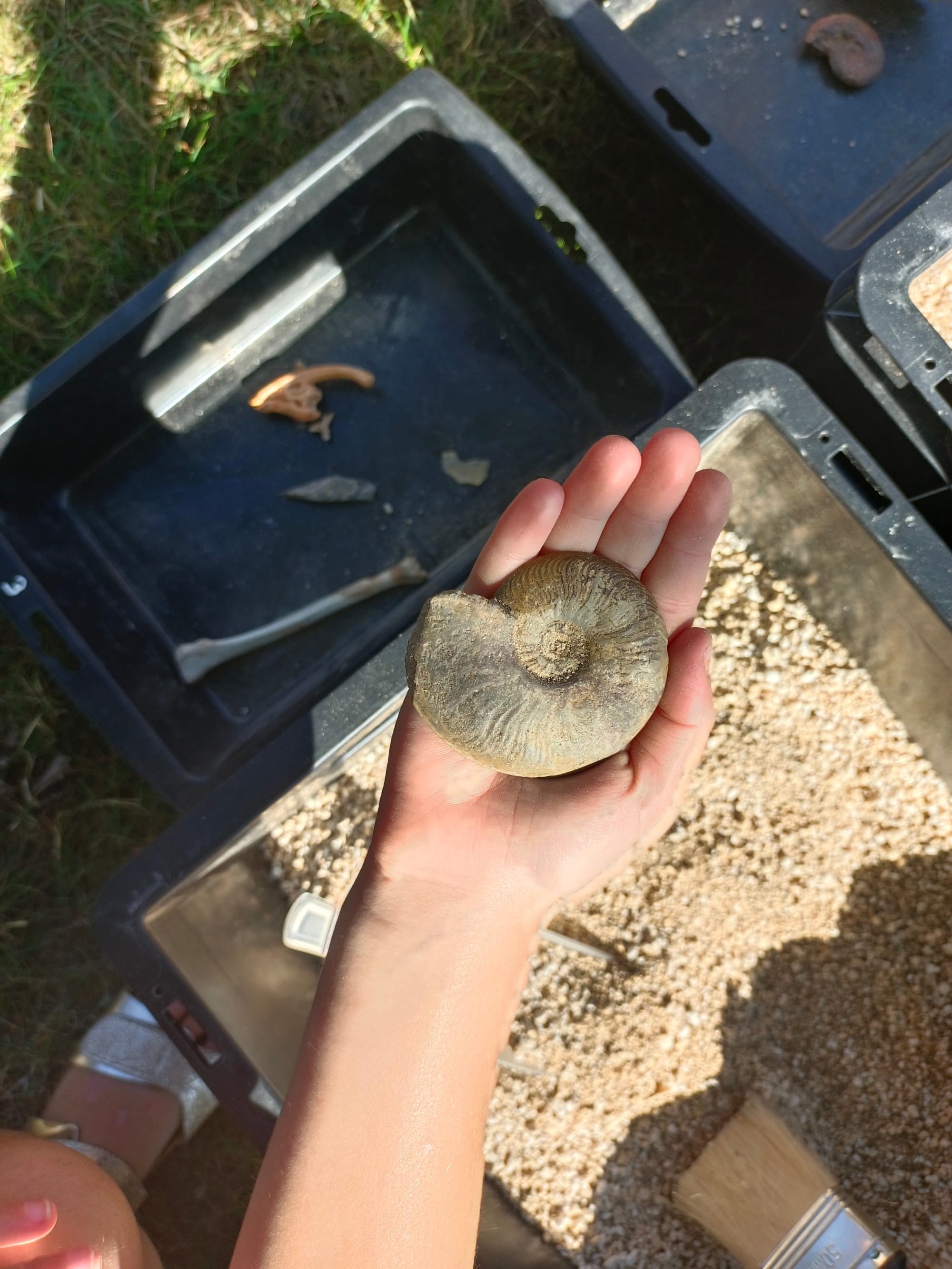 Atelier Archéozoo sur mesure