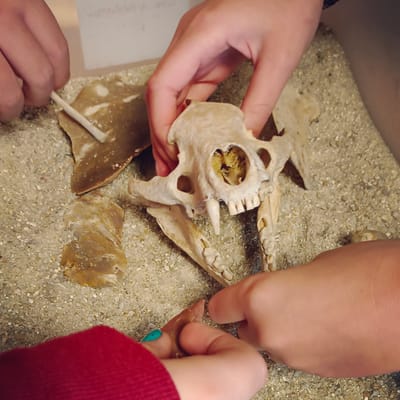 Atelier Archéozoo