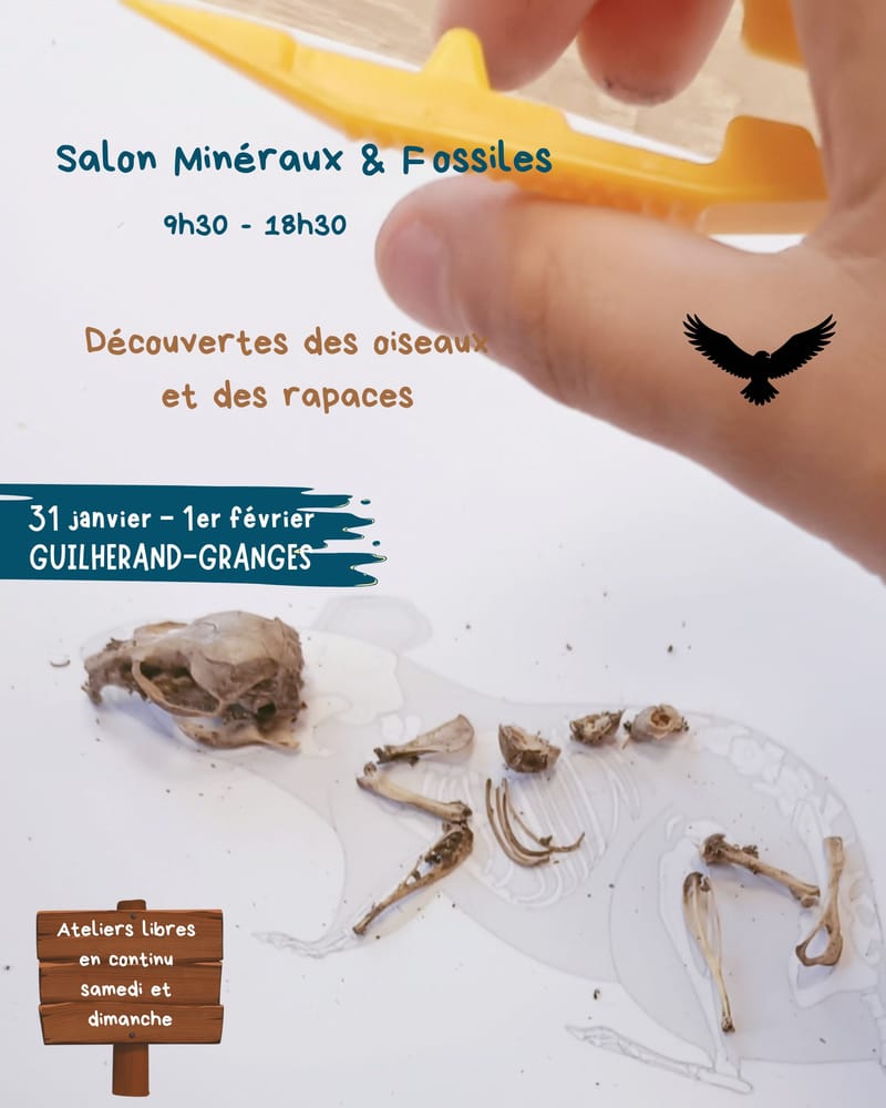 Salon Minéraux & Fossiles
