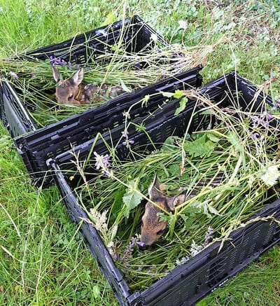 "Ohne uns müssten viele kleine Rehe qualvoll sterben"