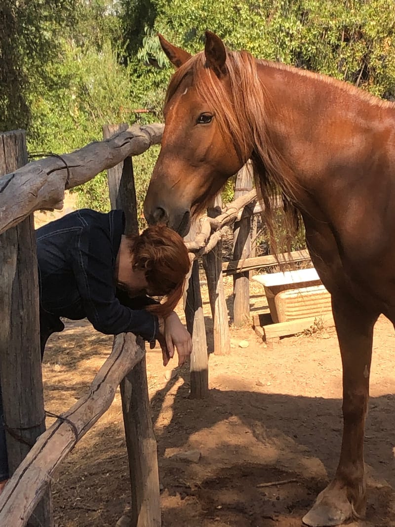 MAESTRAS EQUINAS image